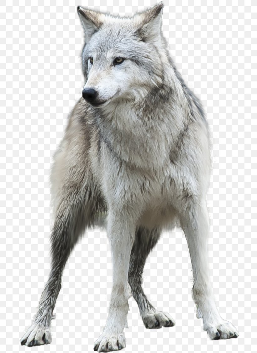 Arctic Wolf Background