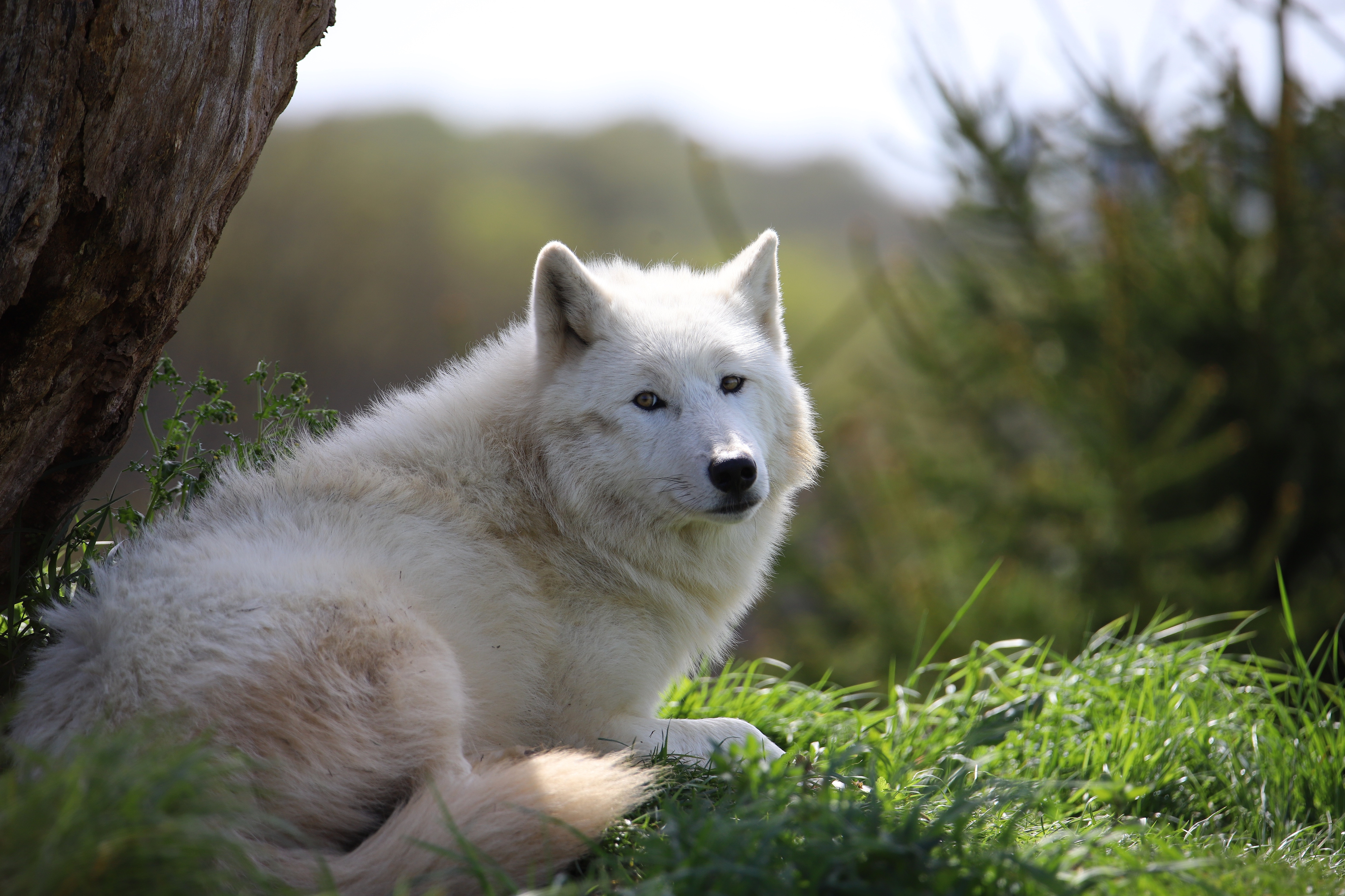 Arctic Wolf Background