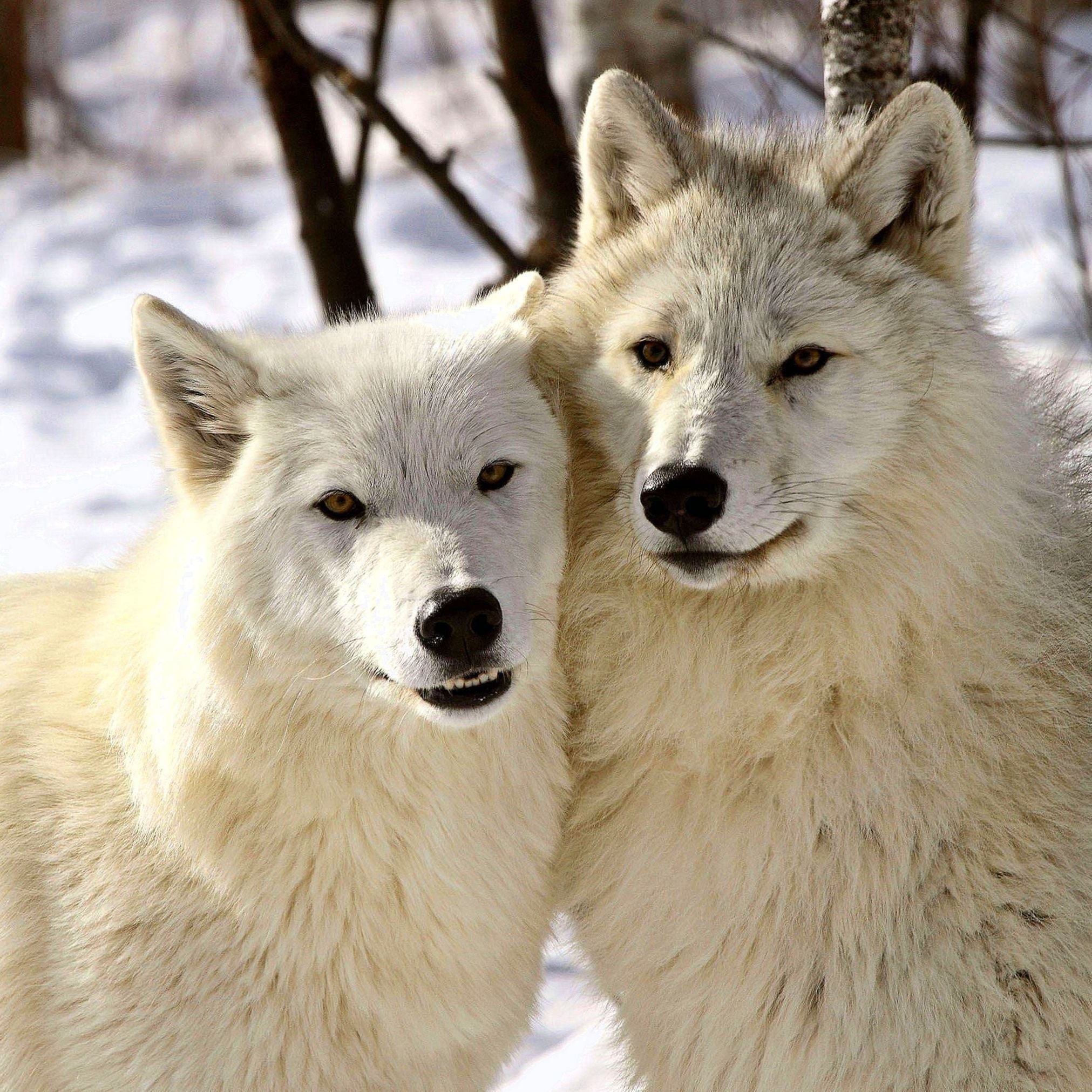 Arctic Wolf Background