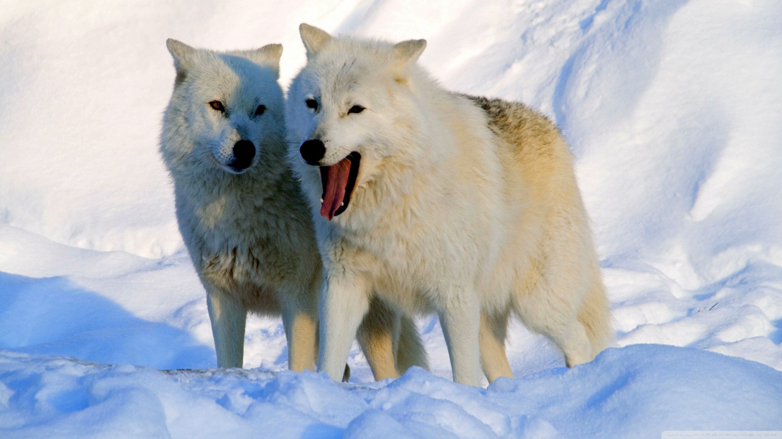 Arctic Wolf Background