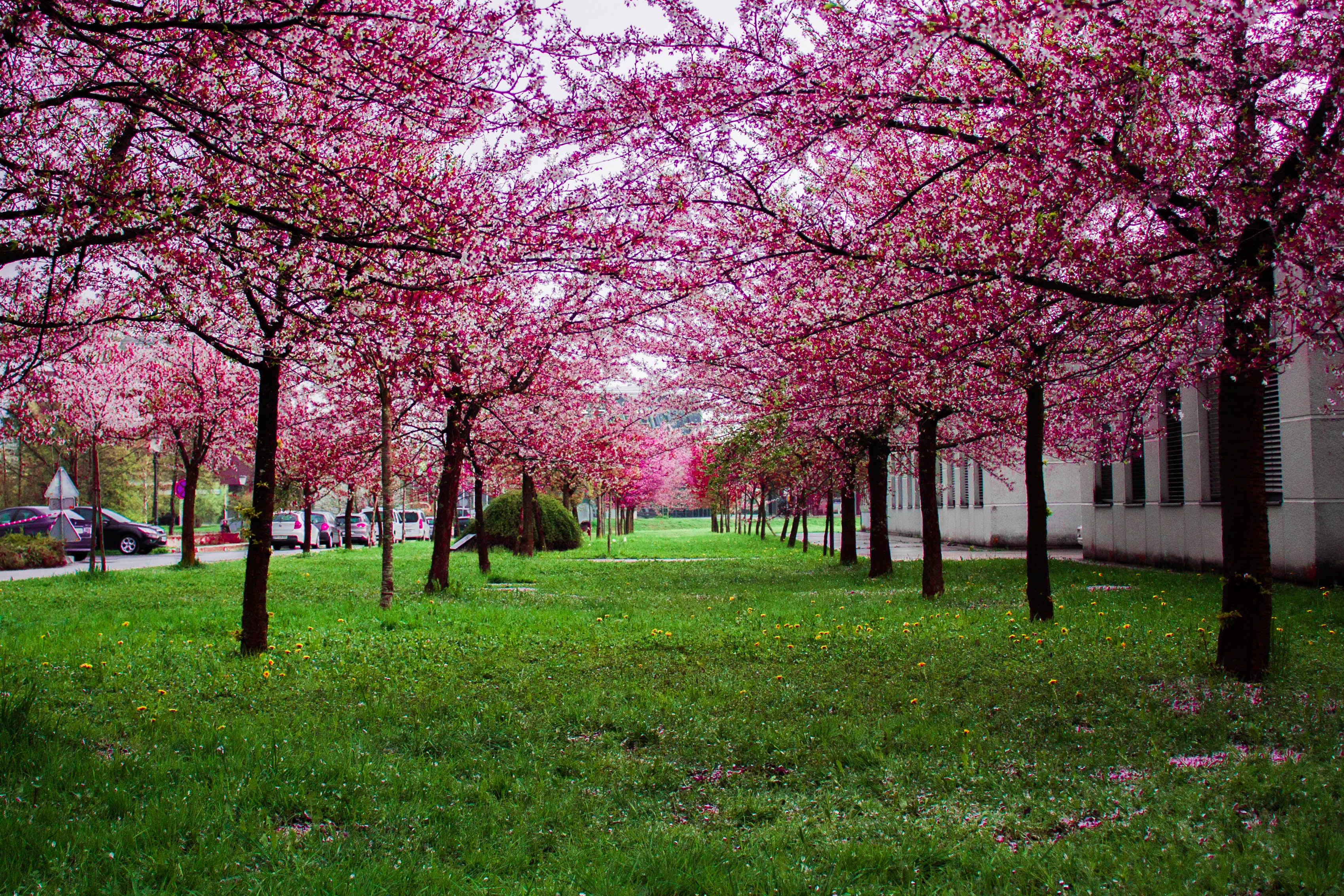 Background Garden