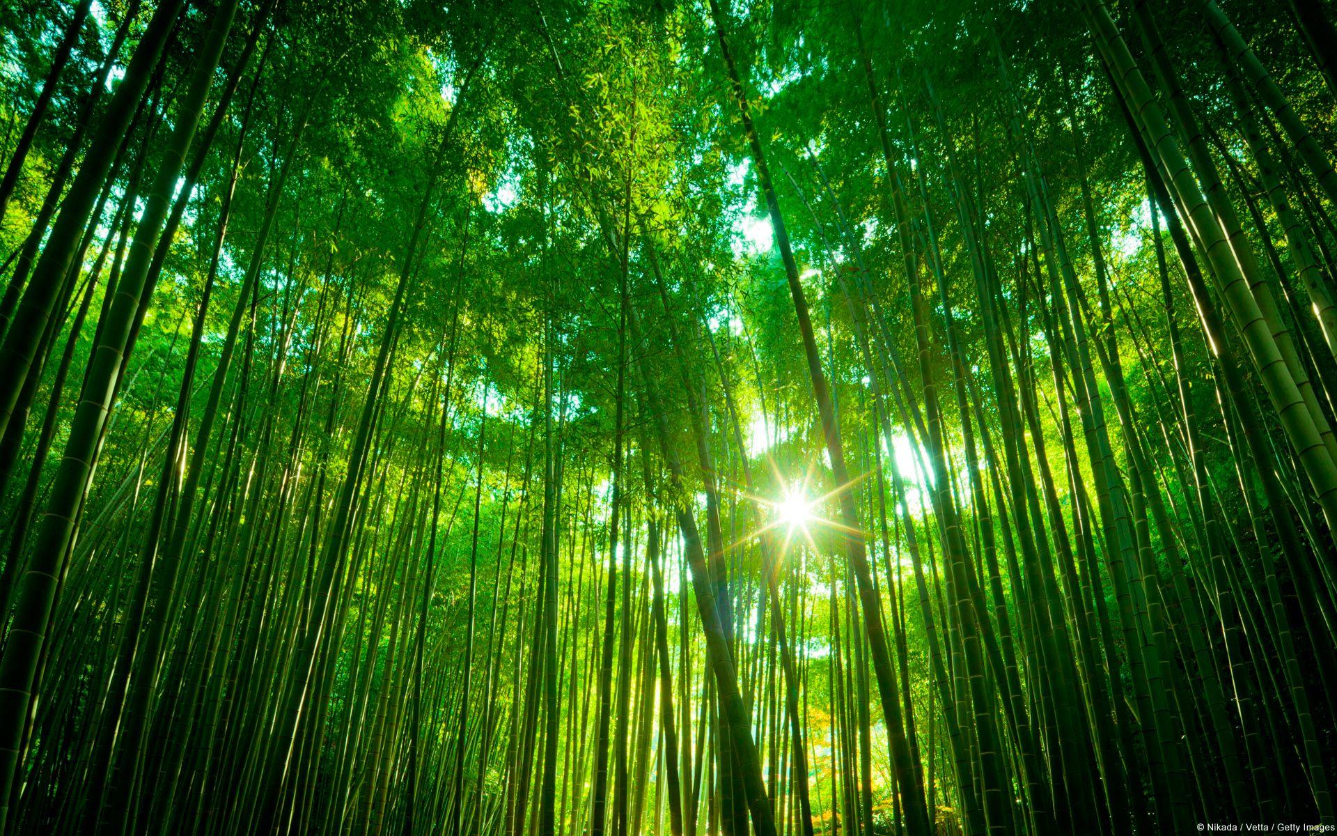 Bamboo Forest Background