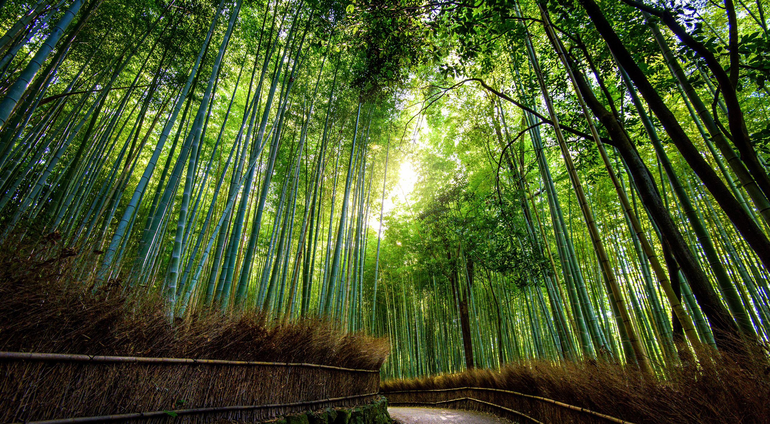 Bamboo Forest Background