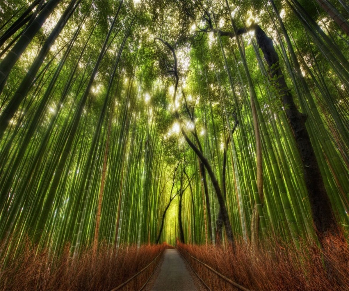 Bamboo Forest Background