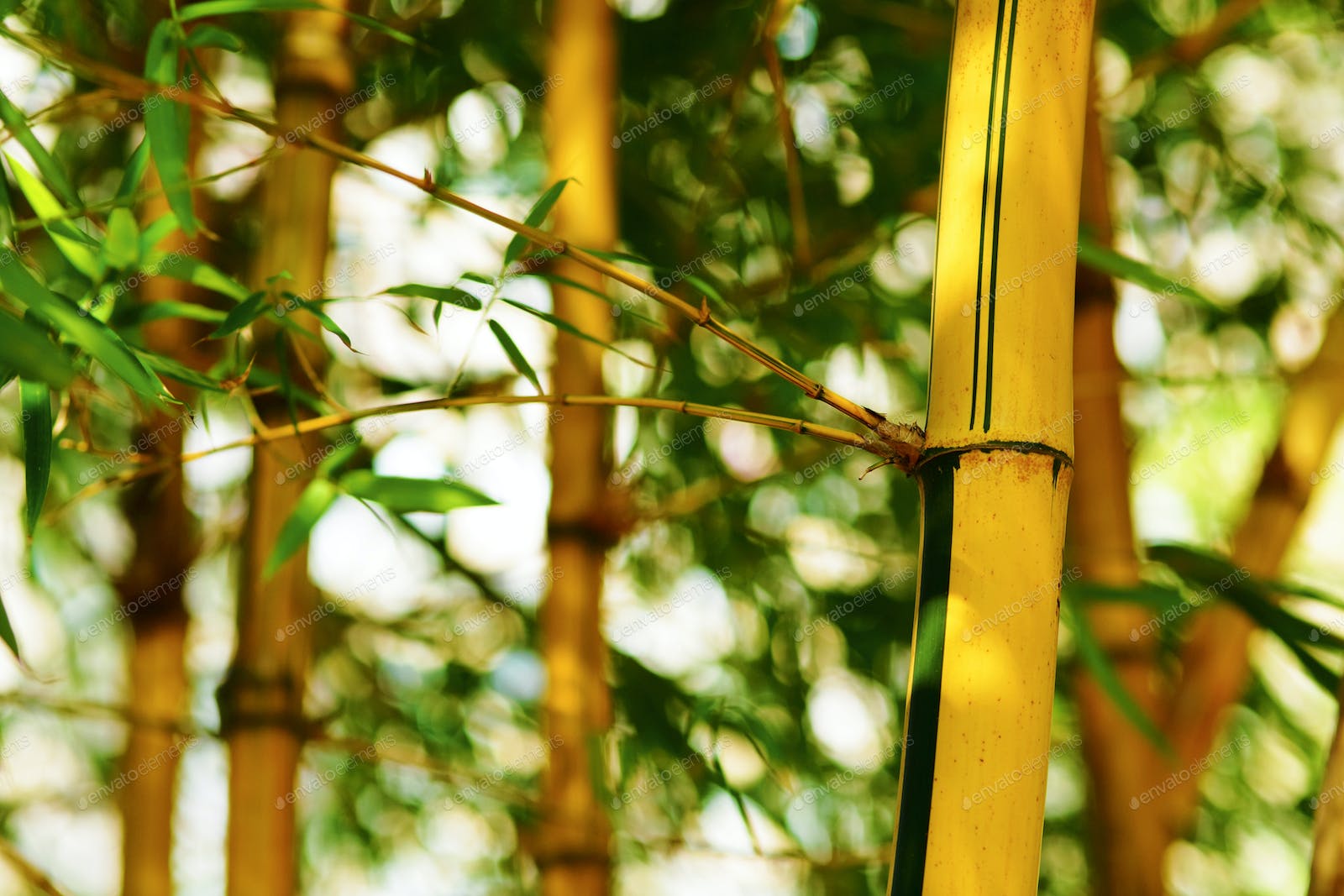 Bamboo Forest Background