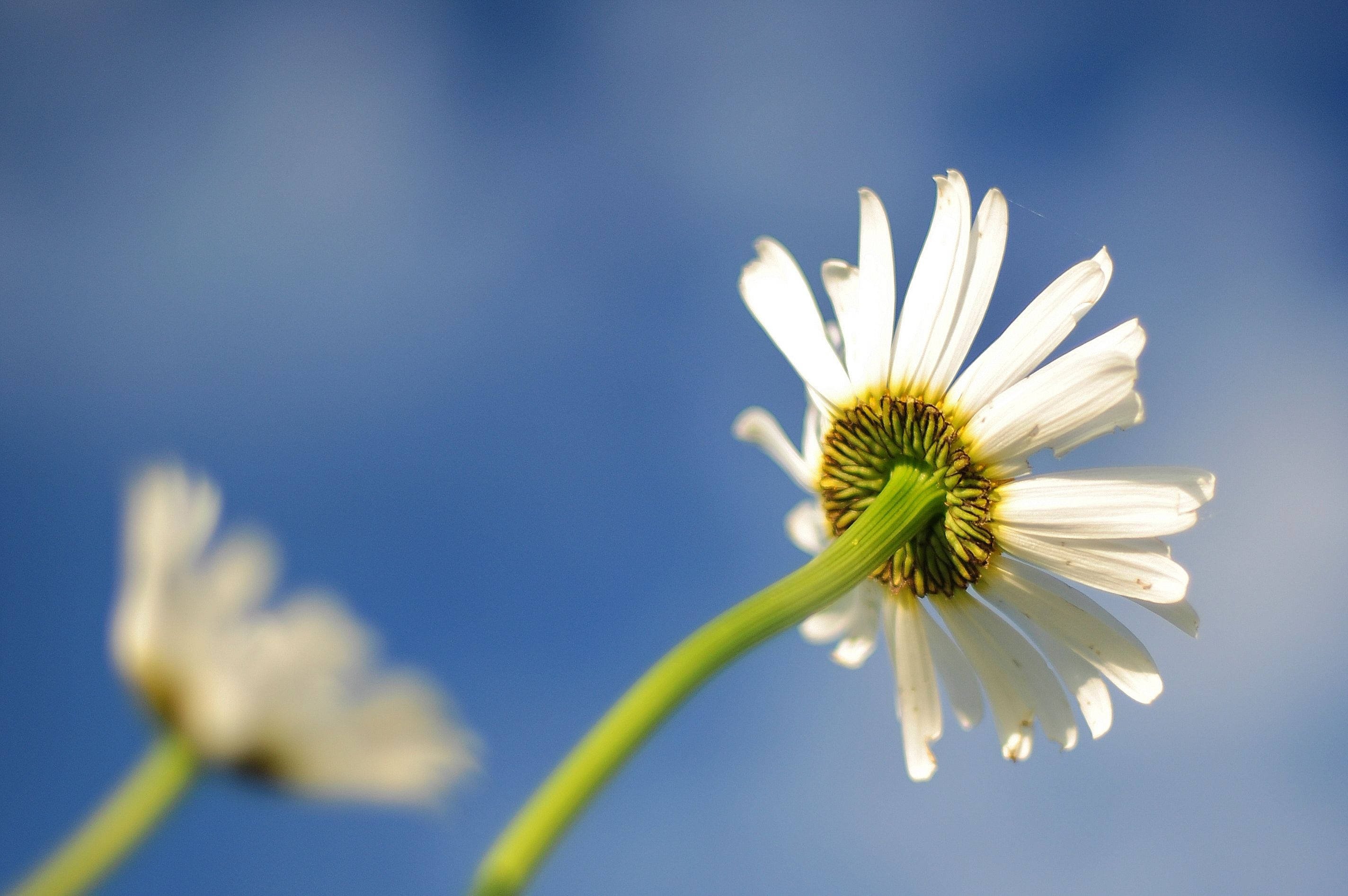 Best Daisies Backgrounds