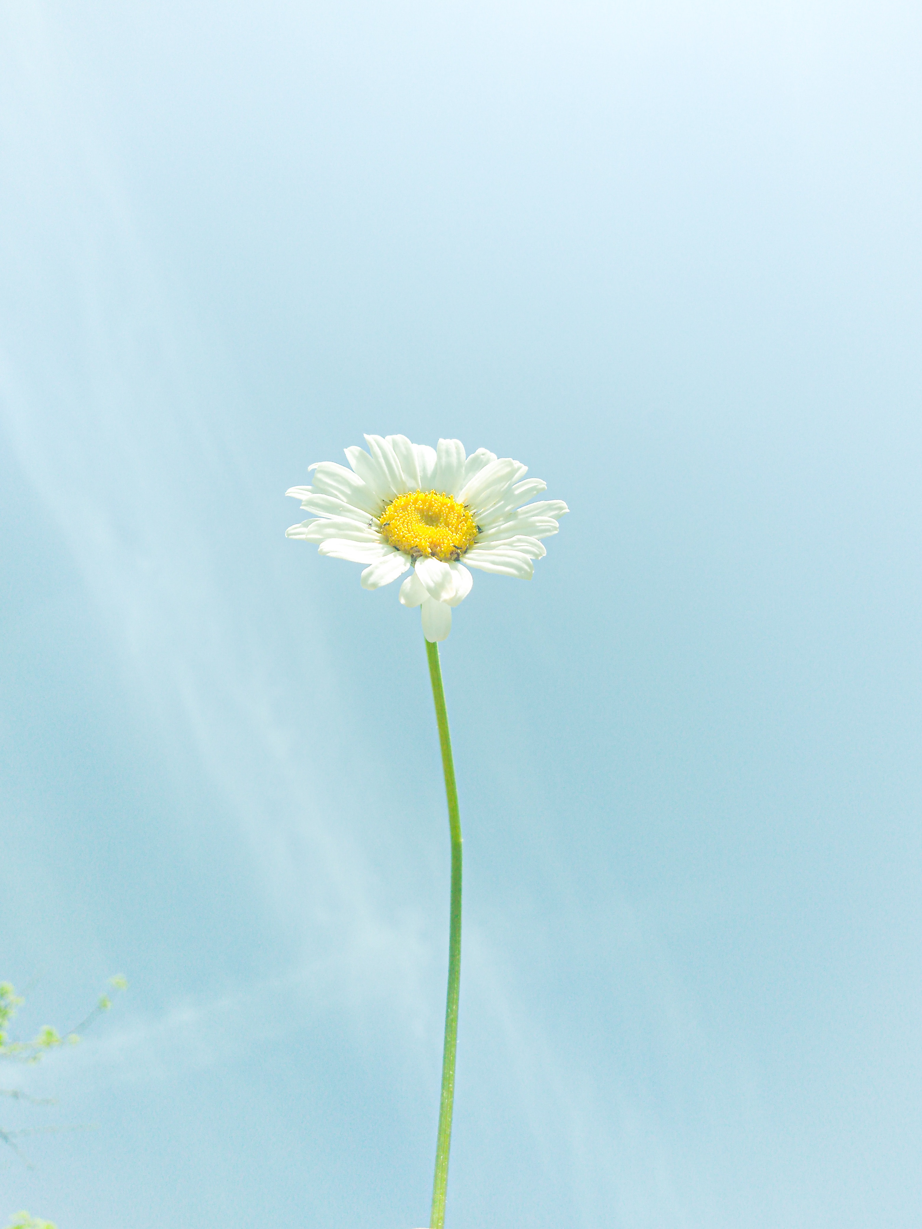 Best Daisies Backgrounds