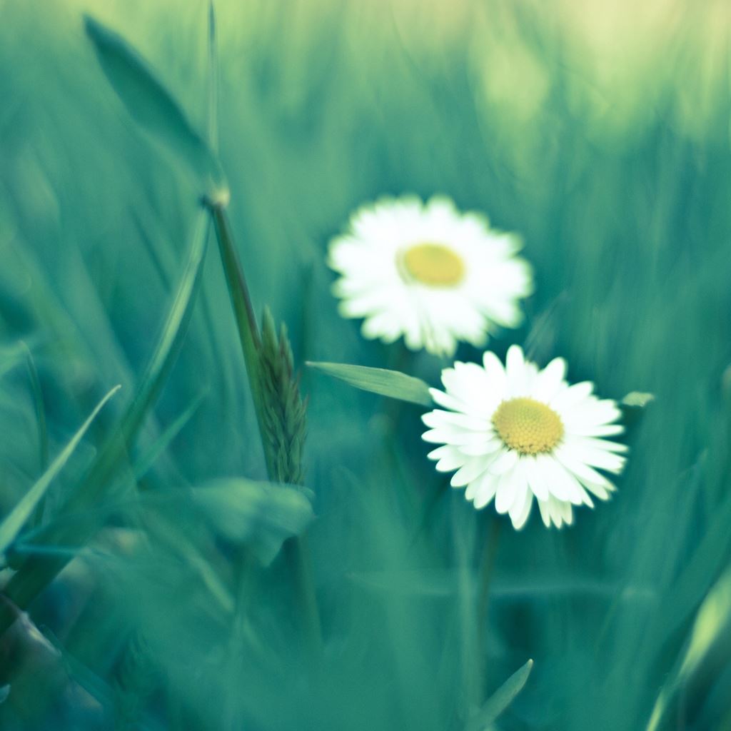 Best Daisies Backgrounds