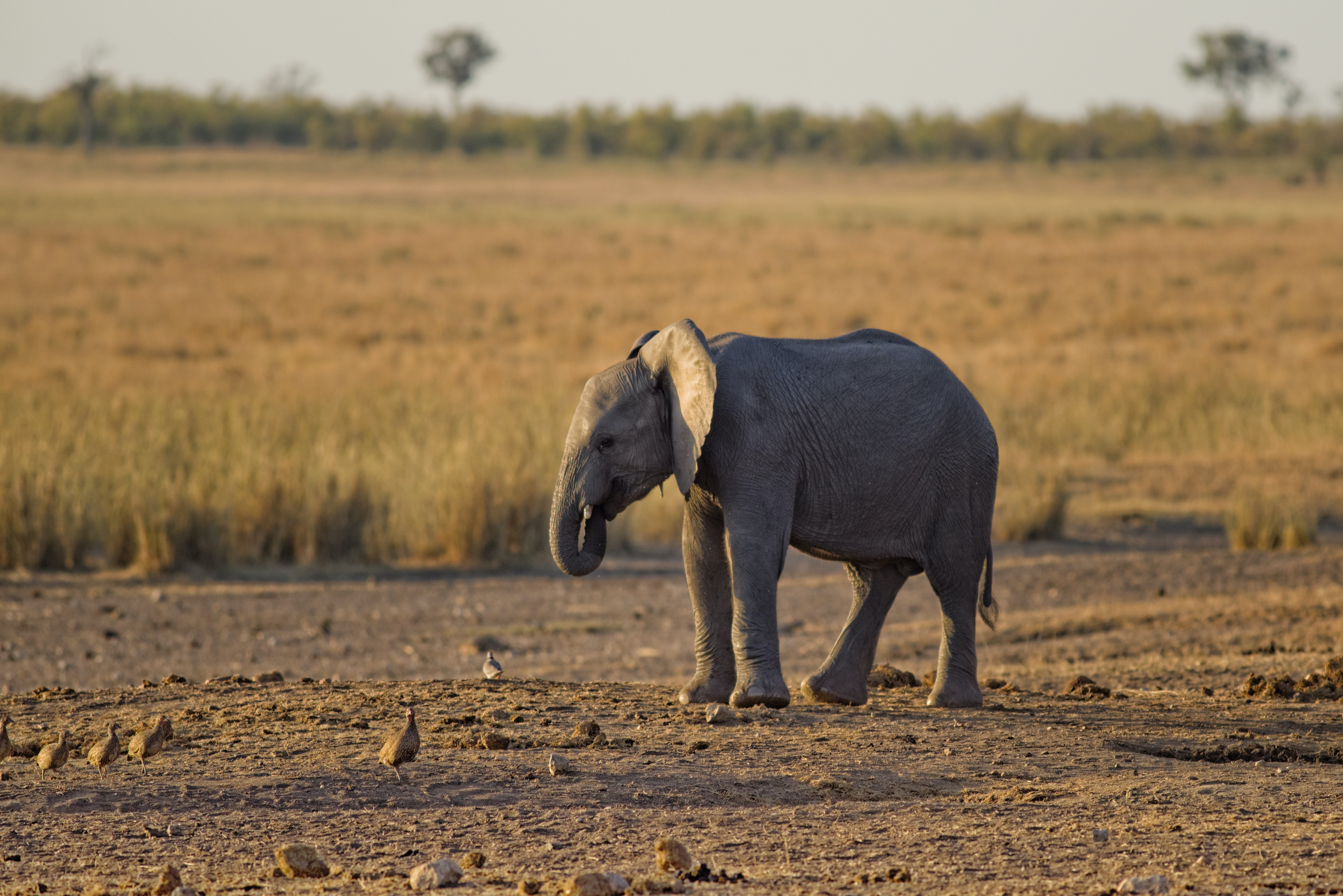 Best Elephant Background