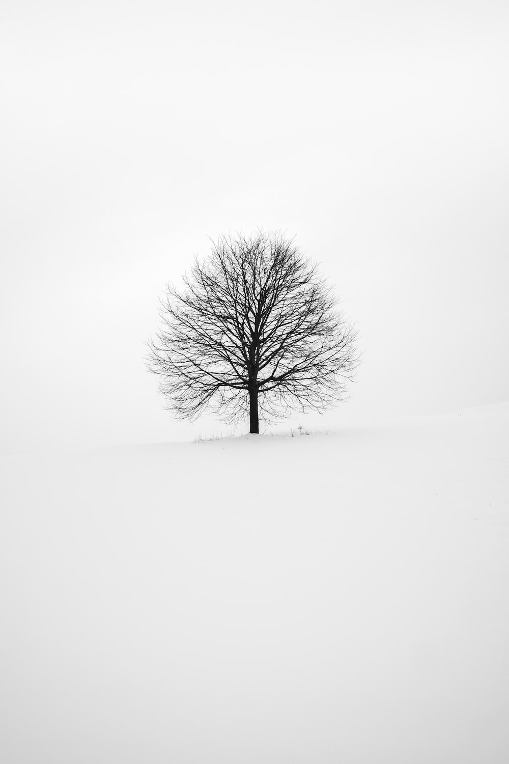 Black And White Nature Backgrounds