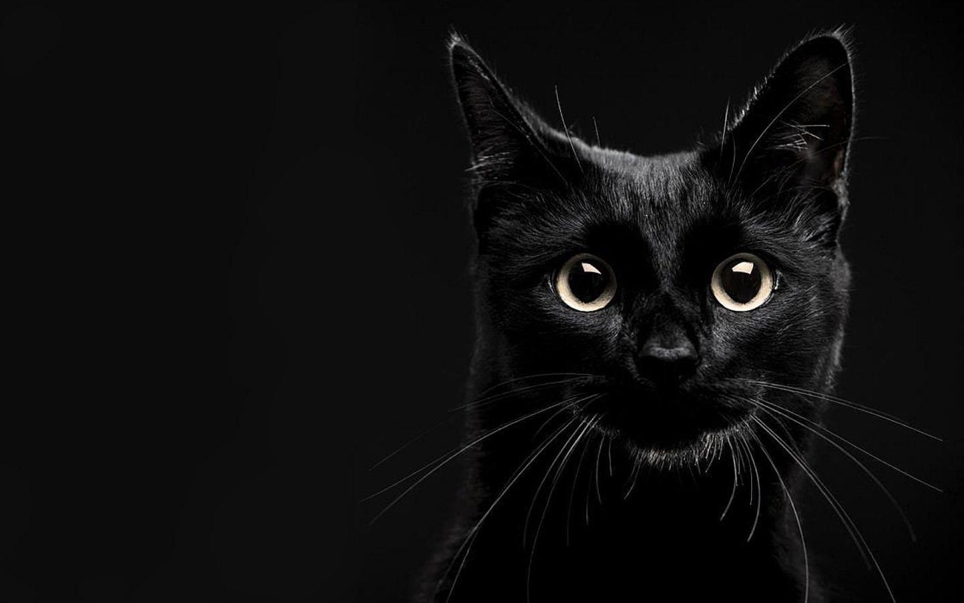 Black Cat Desktop Background