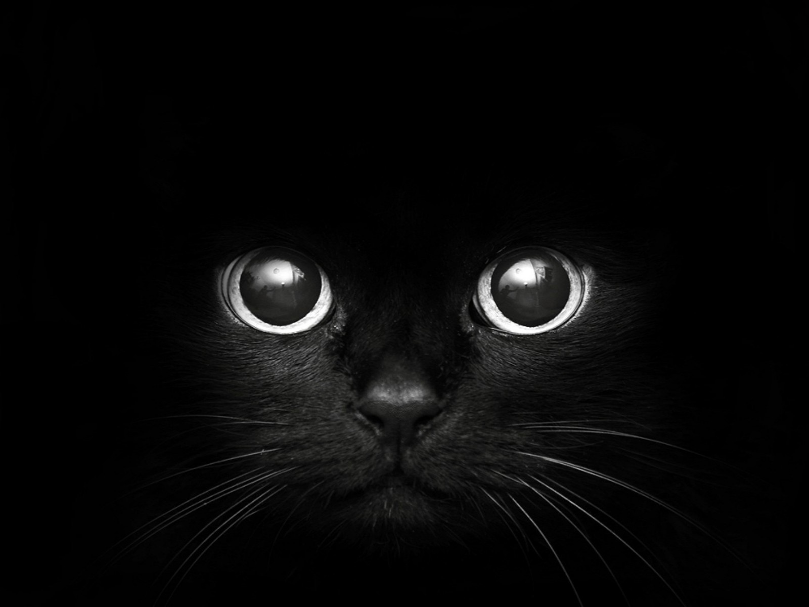 Black Cat Desktop Background