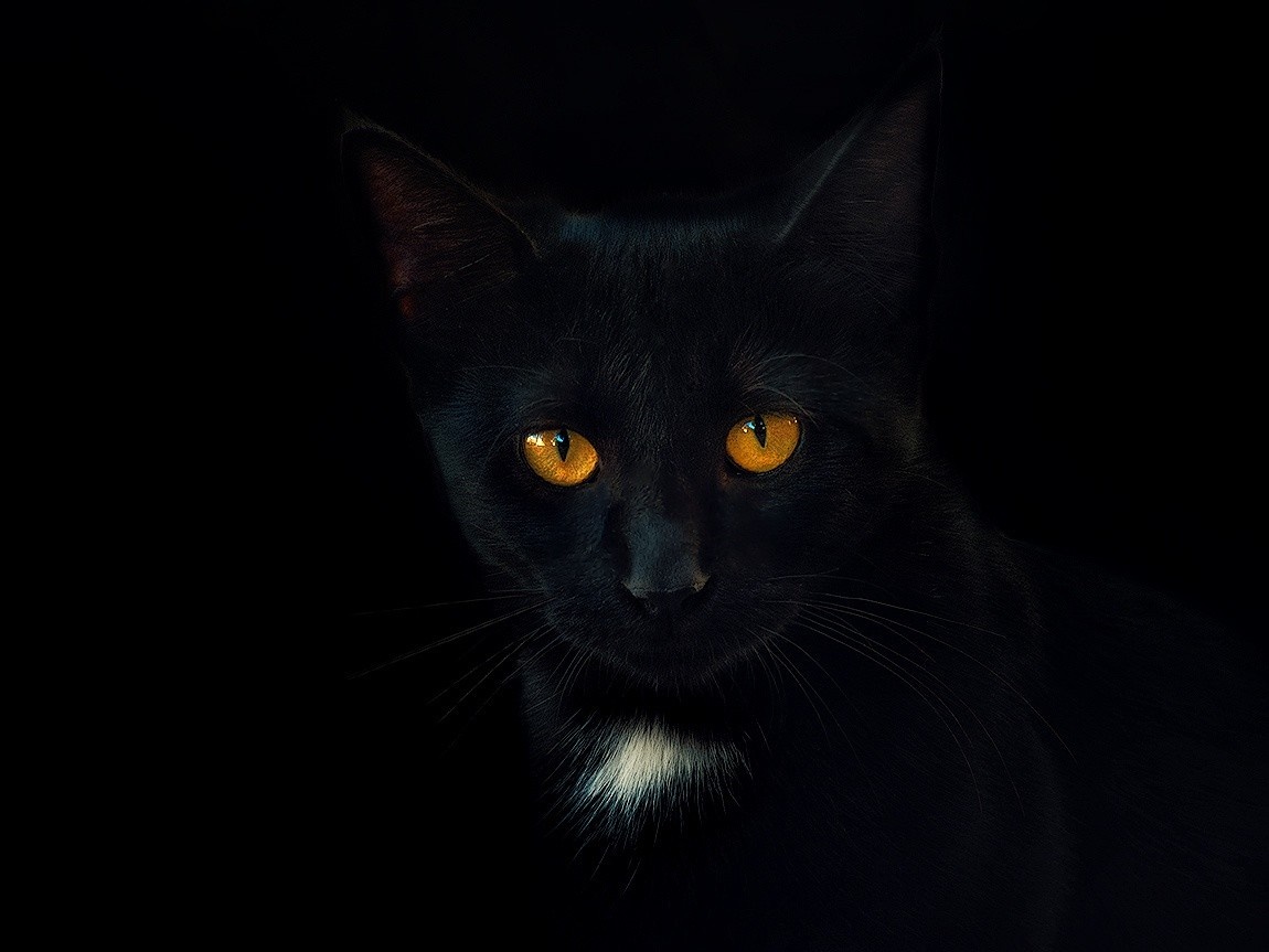 Black Cat Desktop Background