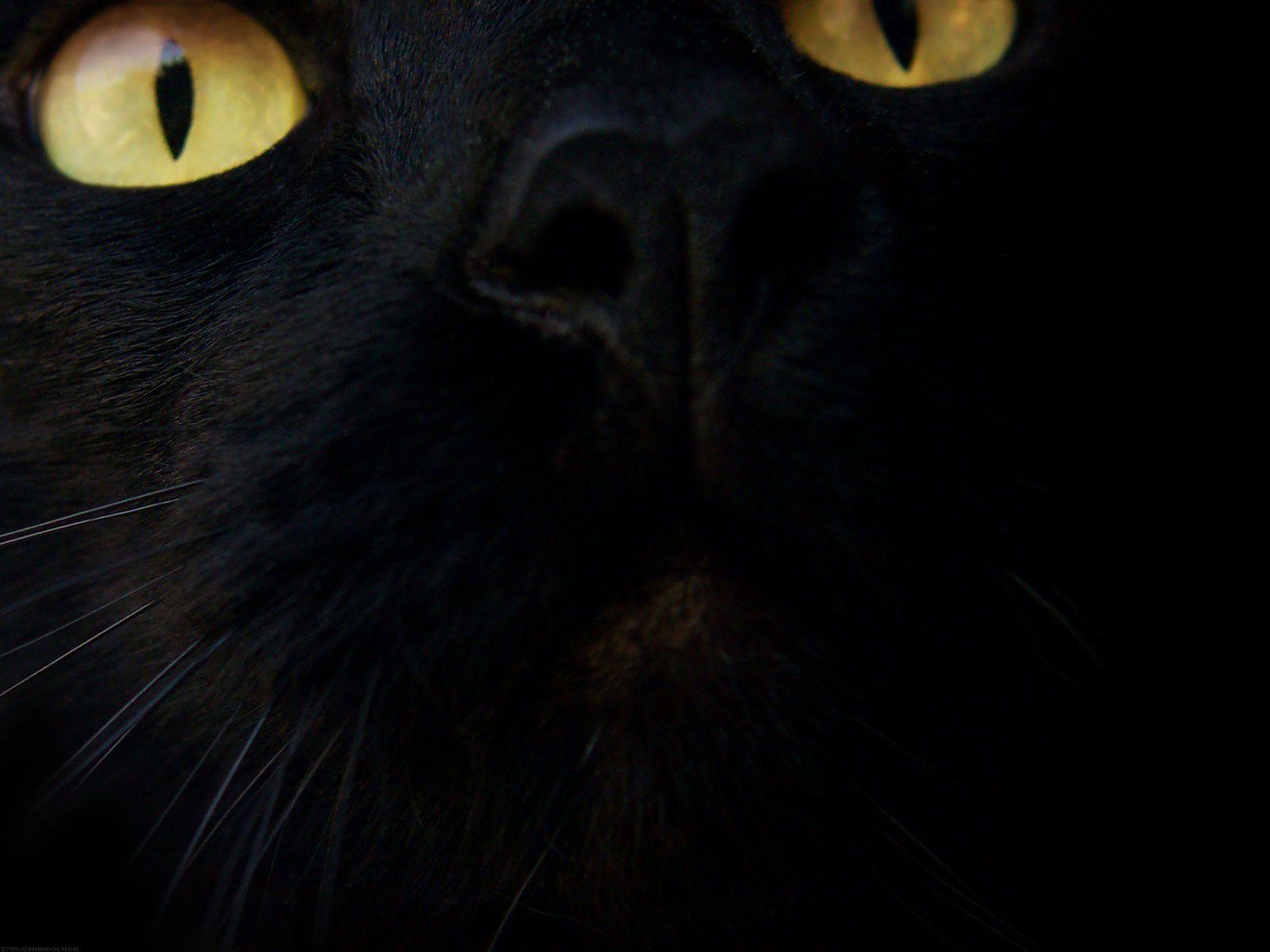 Black Cat Desktop Background