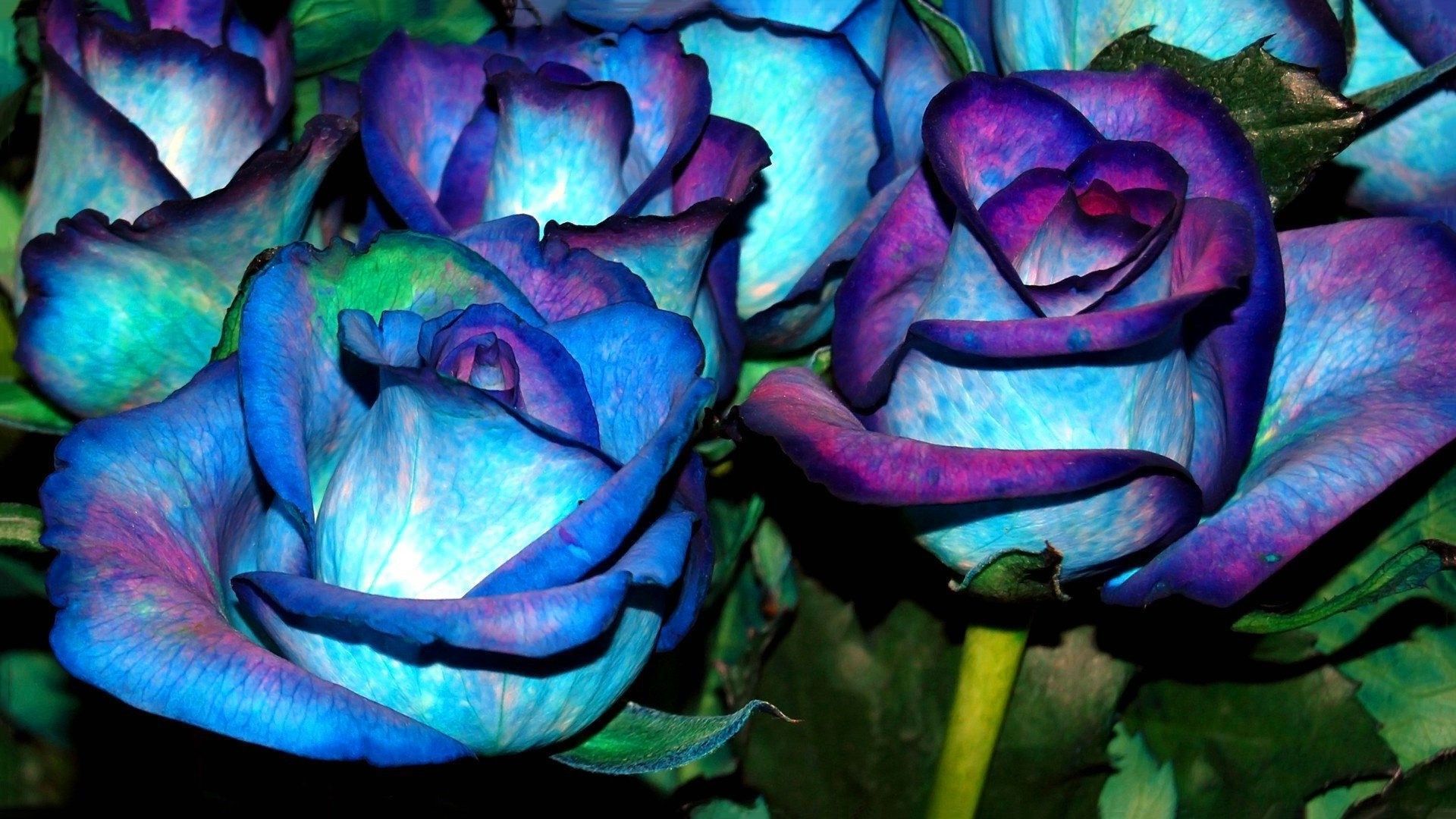 Blue And Purple Flowers Background