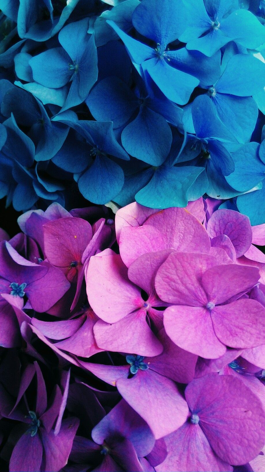 Blue And Purple Flowers Background