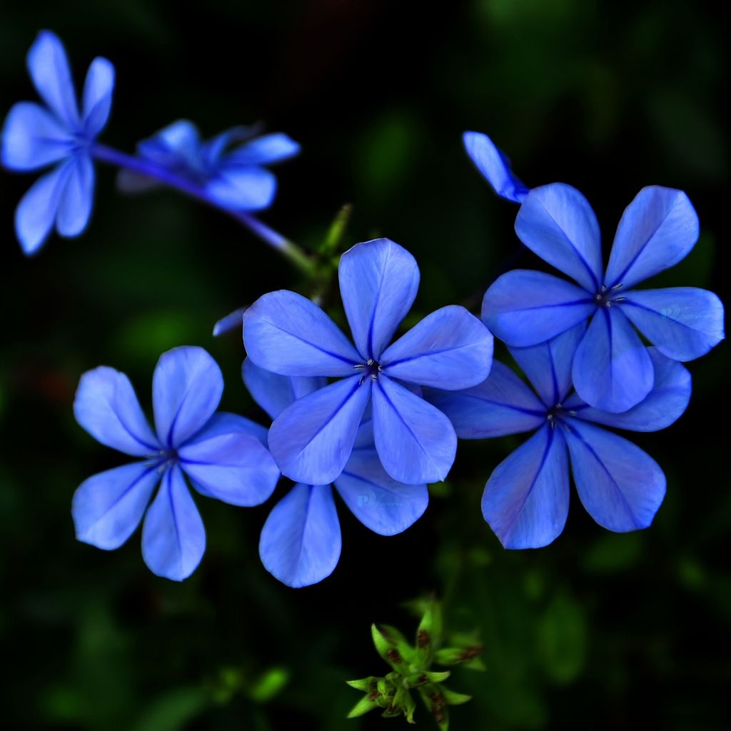 Blue And Purple Flowers Background