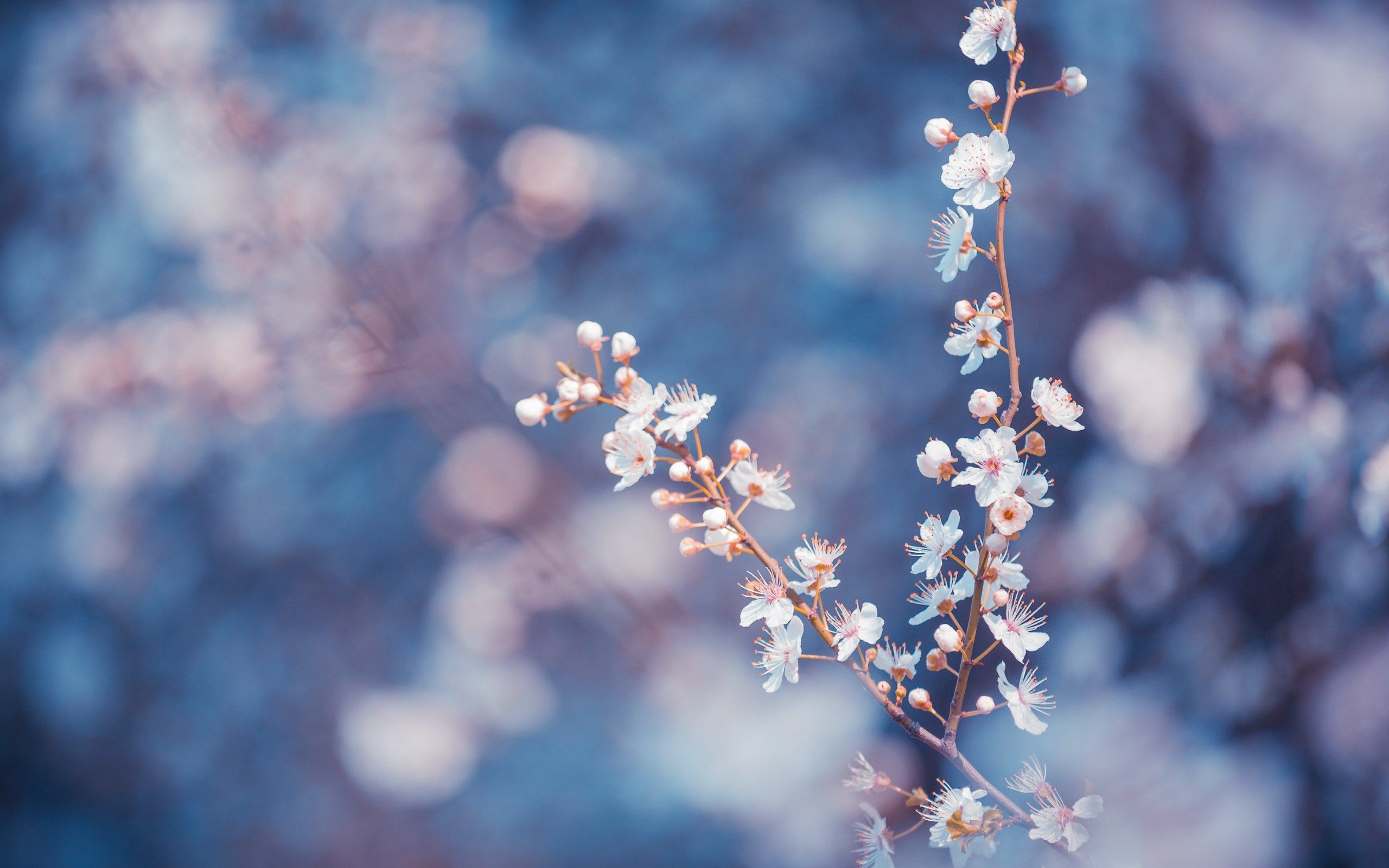 Blue Flower Background Tumblr