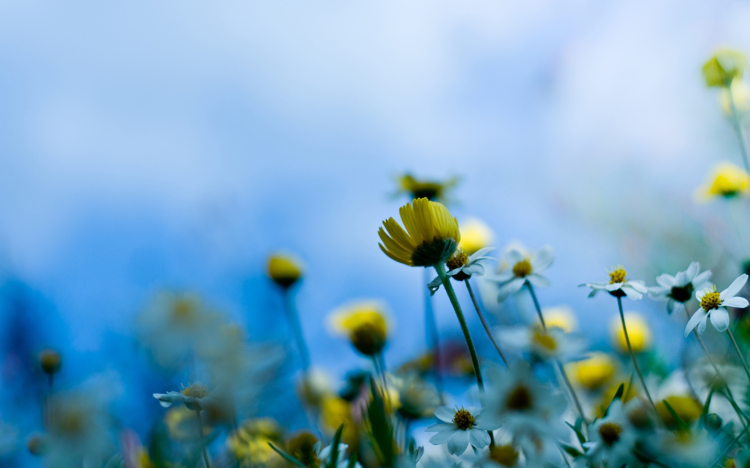Blue Flower Background Tumblr