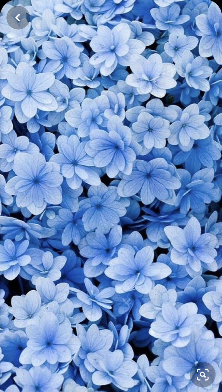 Blue Flower Background Tumblr