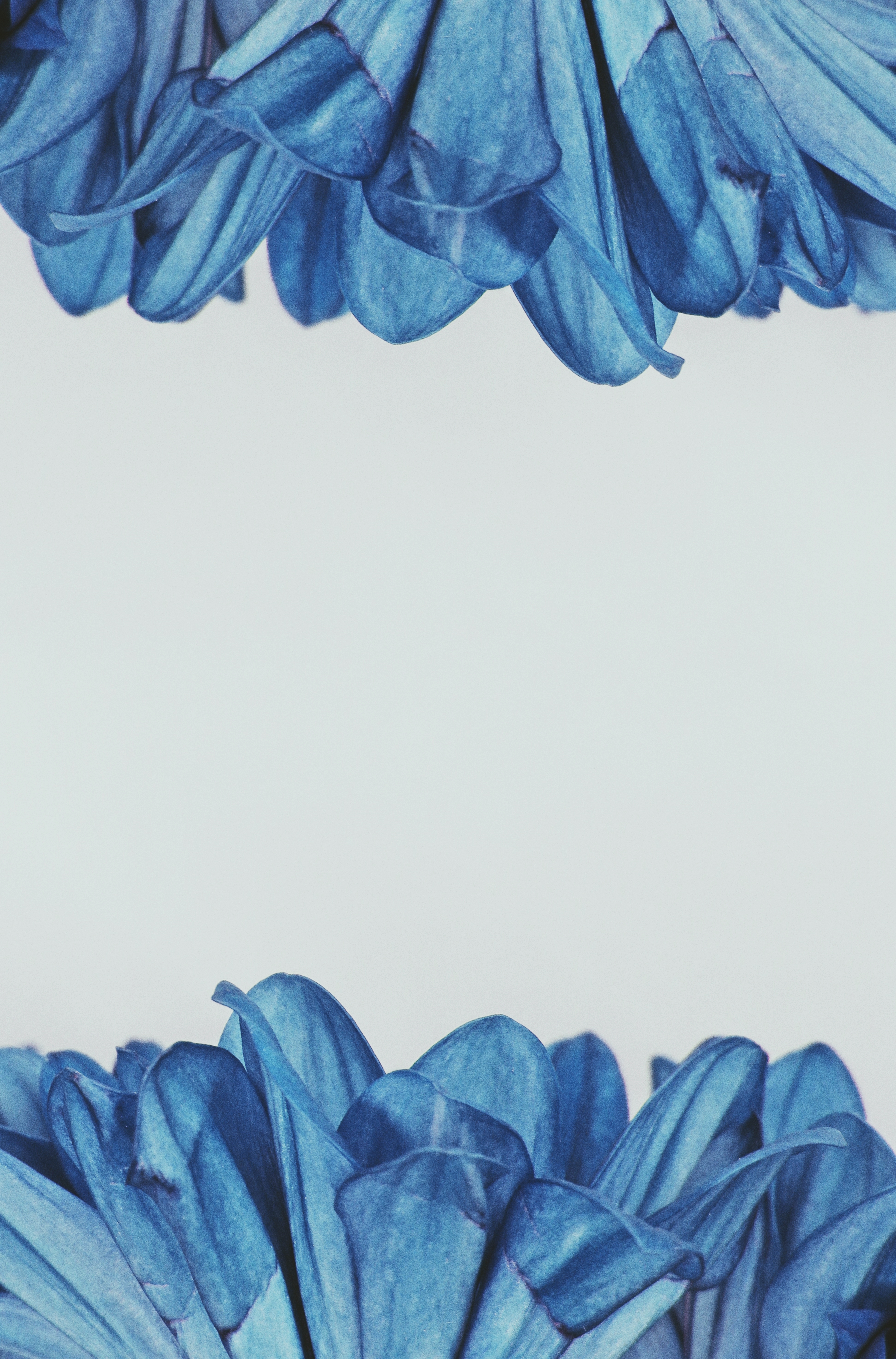 Blue Flowery Background