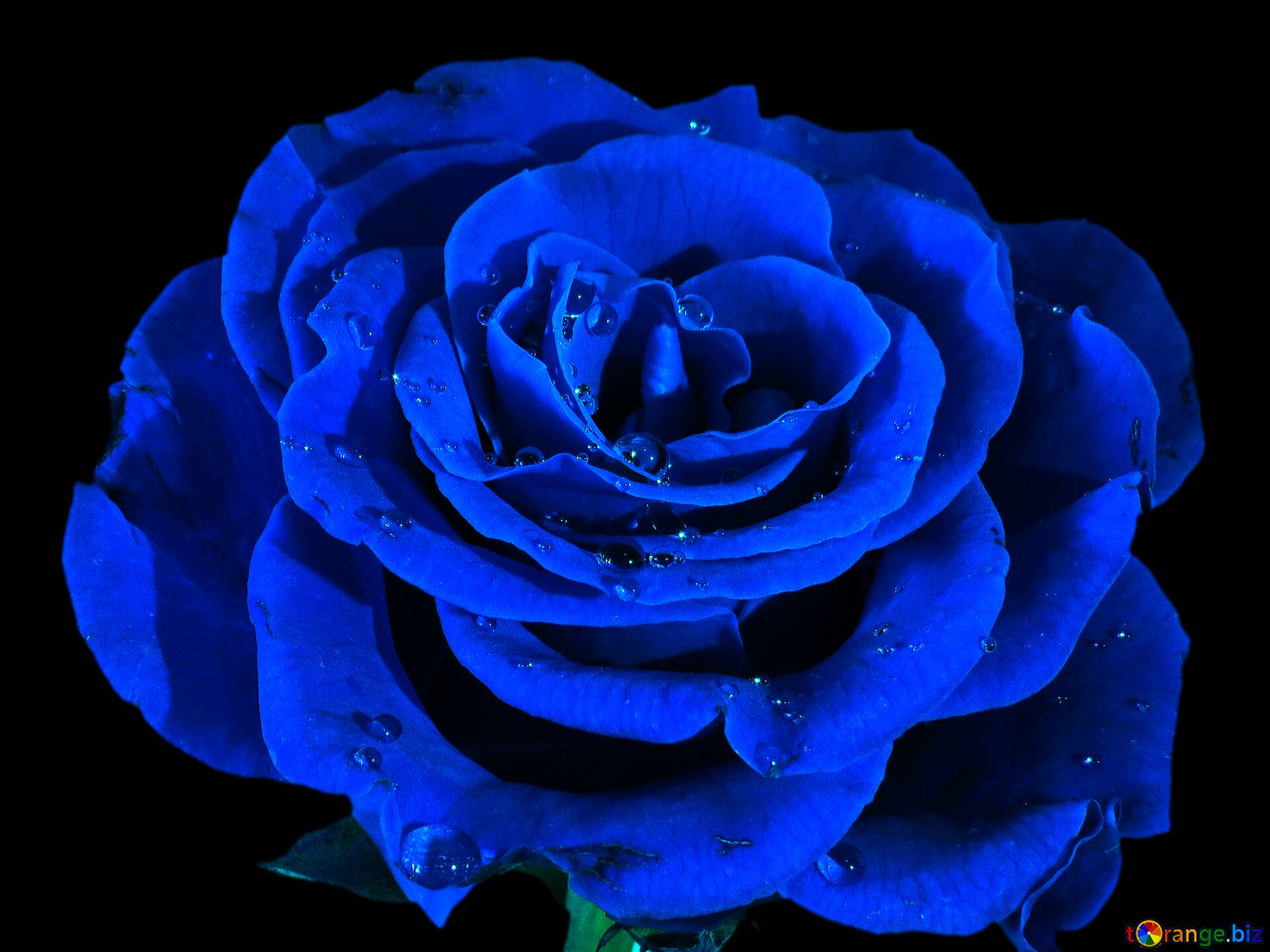 Blue Rose Black Background