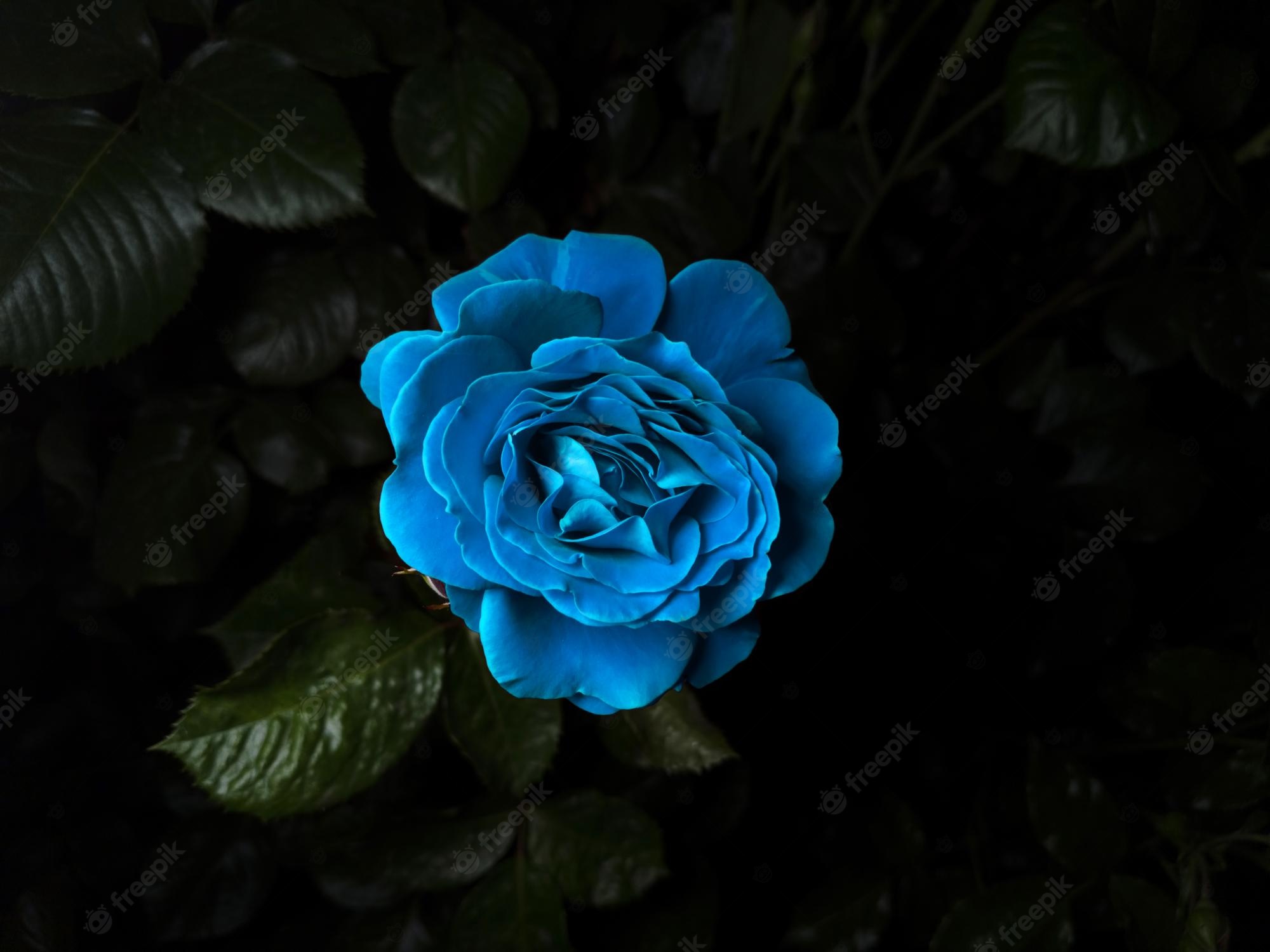 Blue Rose Black Background