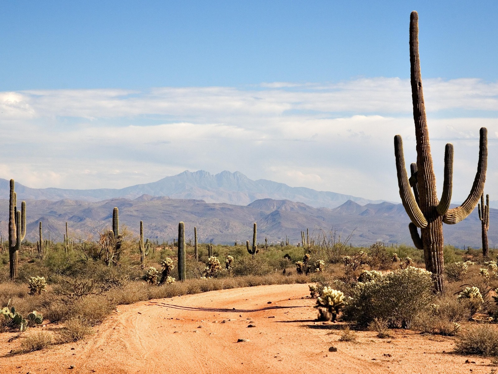 Cactus Desert Background