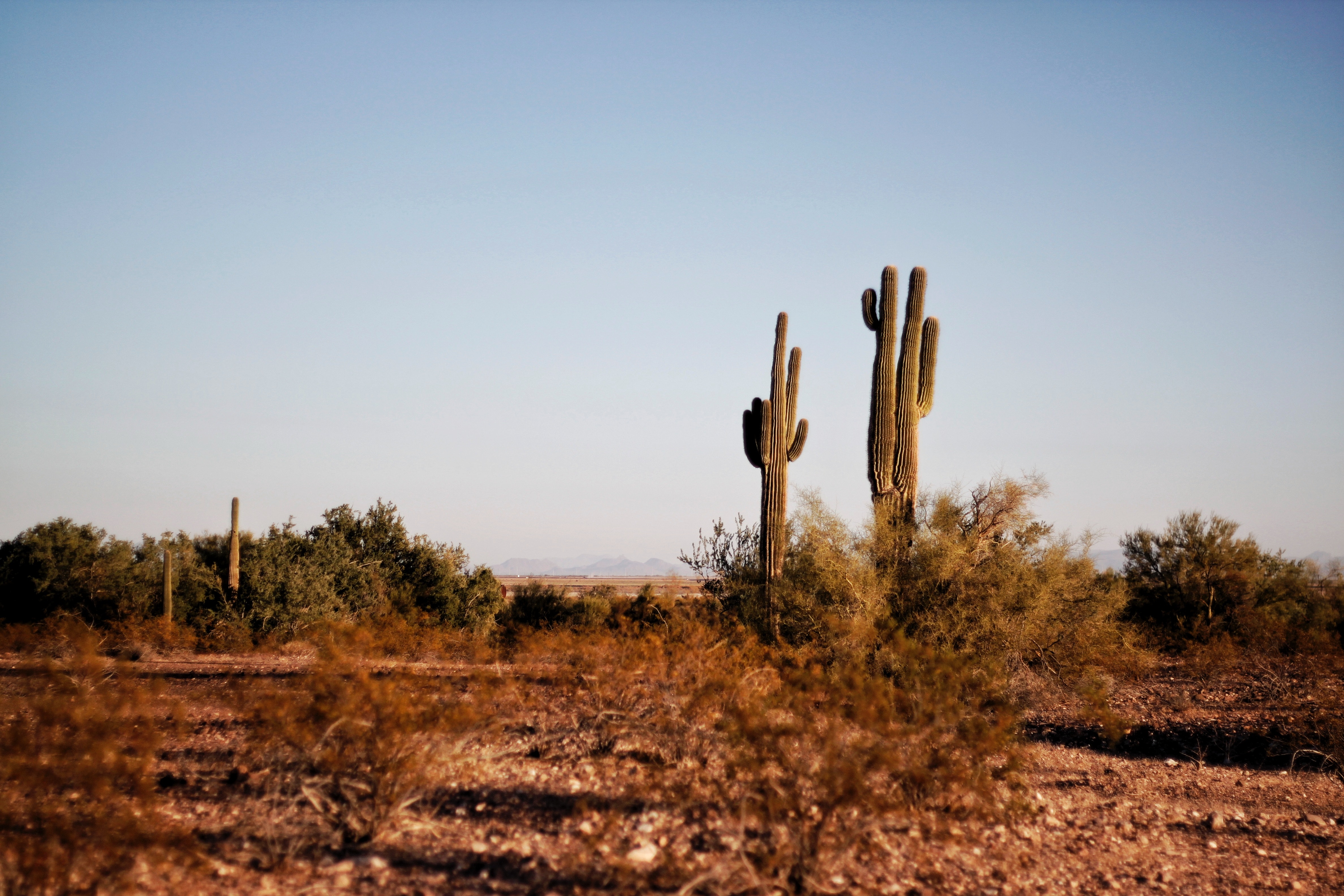 Cactus Desert Background