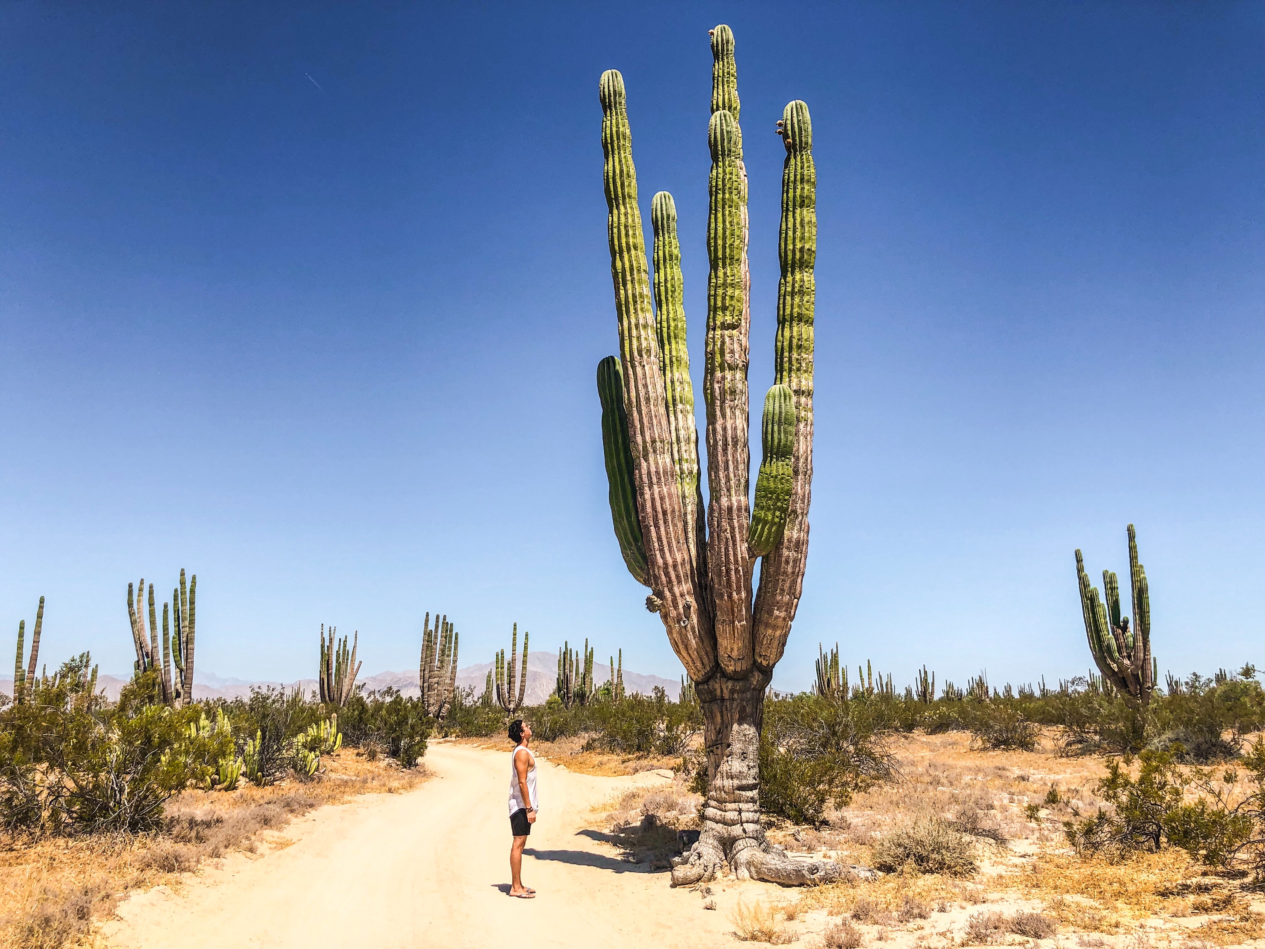 Cactus Desert Background