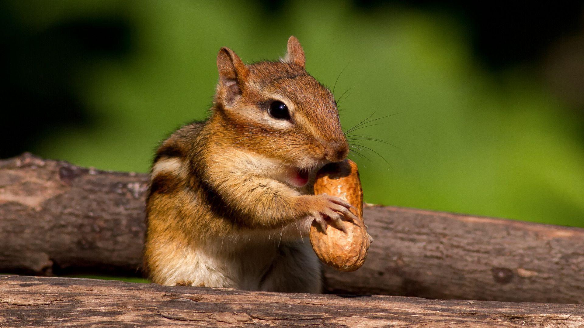 Chipmunk Backgrounds