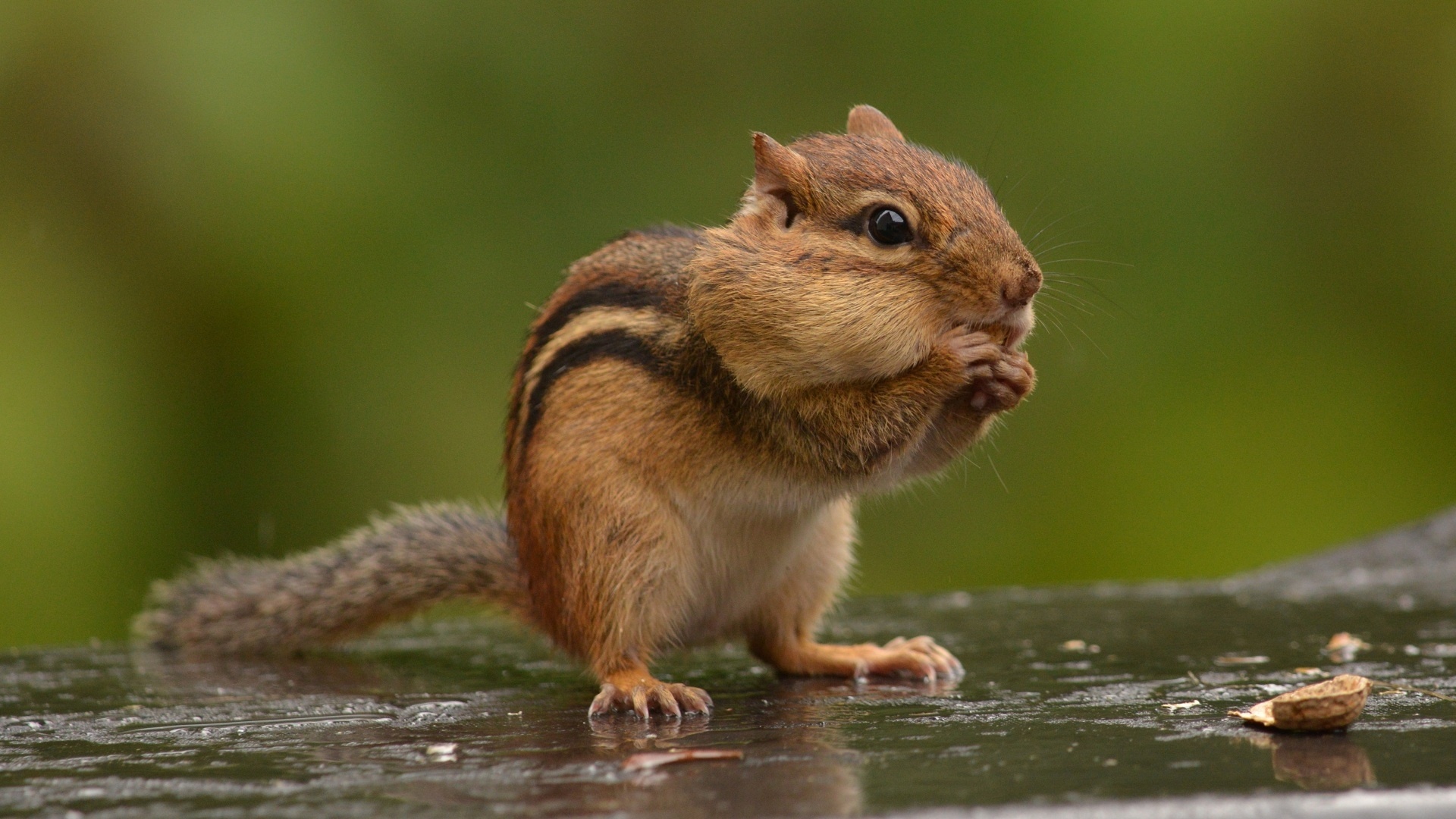 Chipmunk Backgrounds