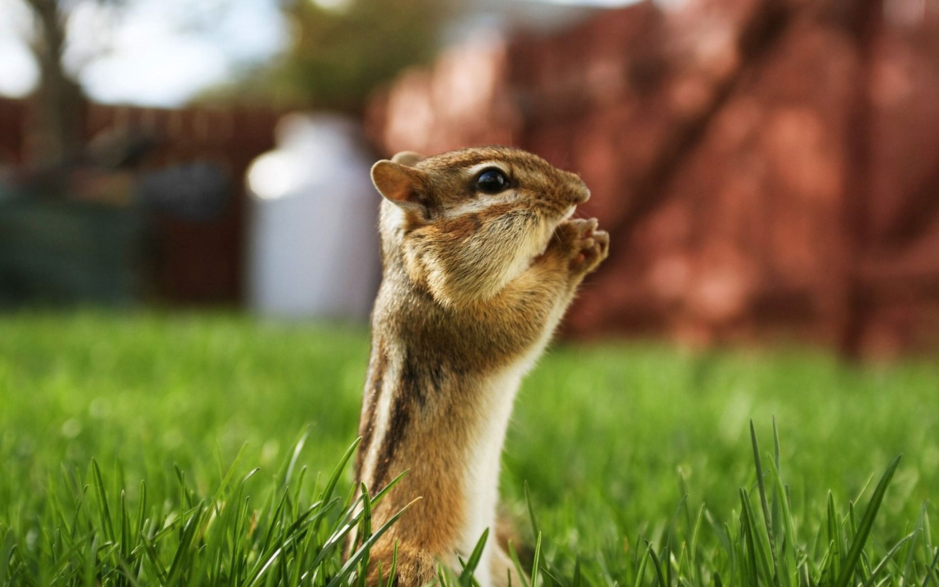 Chipmunk Backgrounds