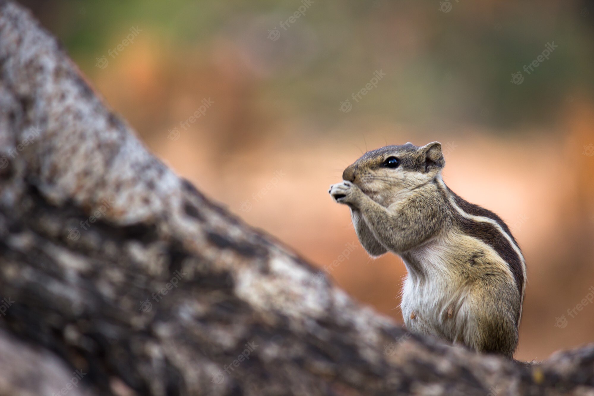 Chipmunk Backgrounds