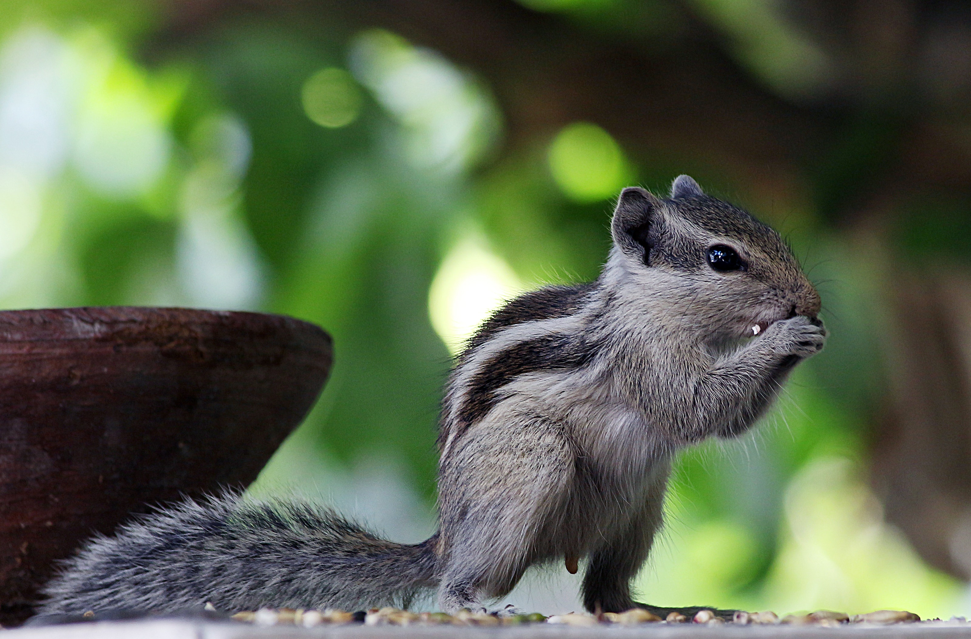 Chipmunk Backgrounds