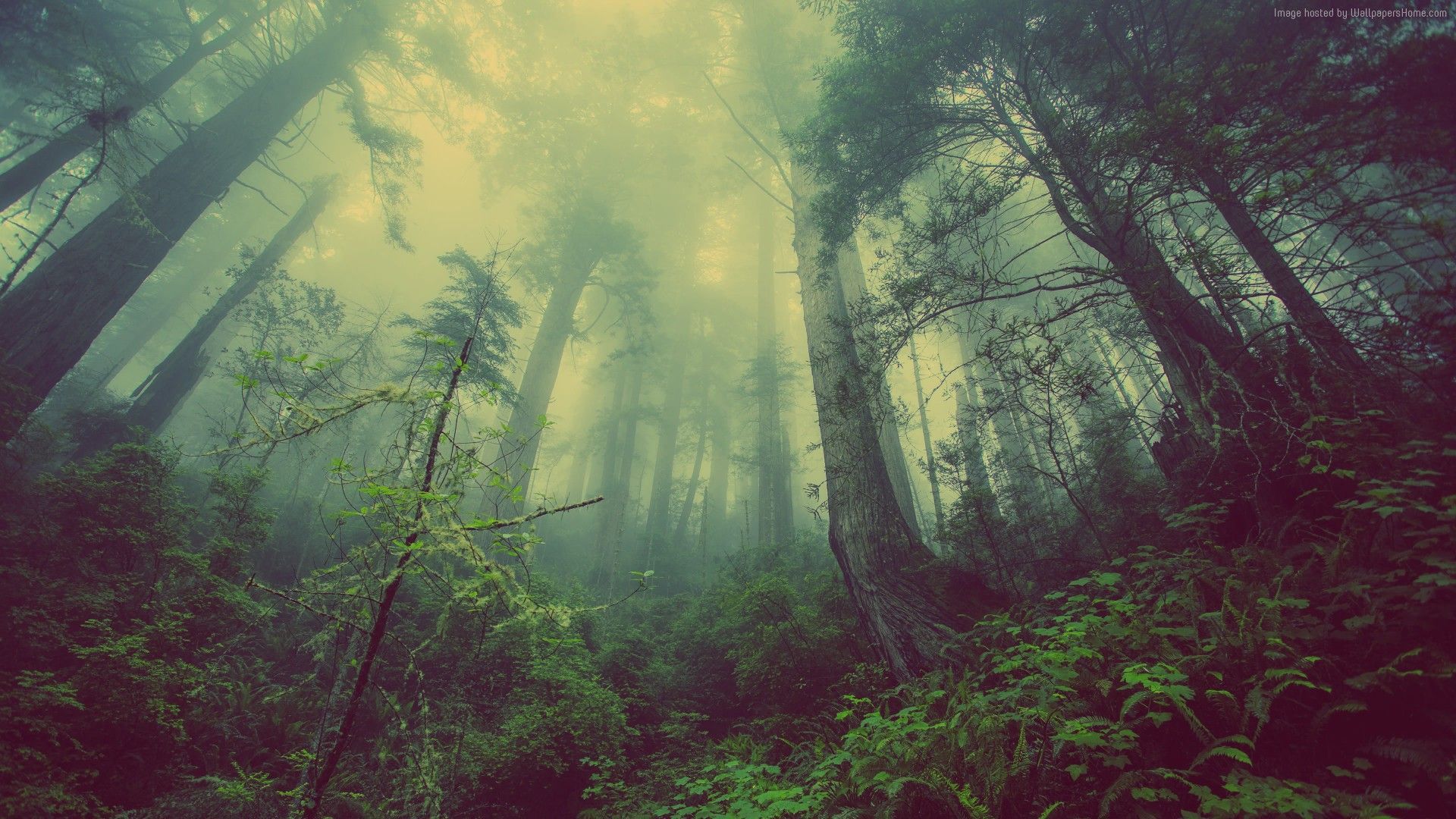 Cool Forest Backgrounds