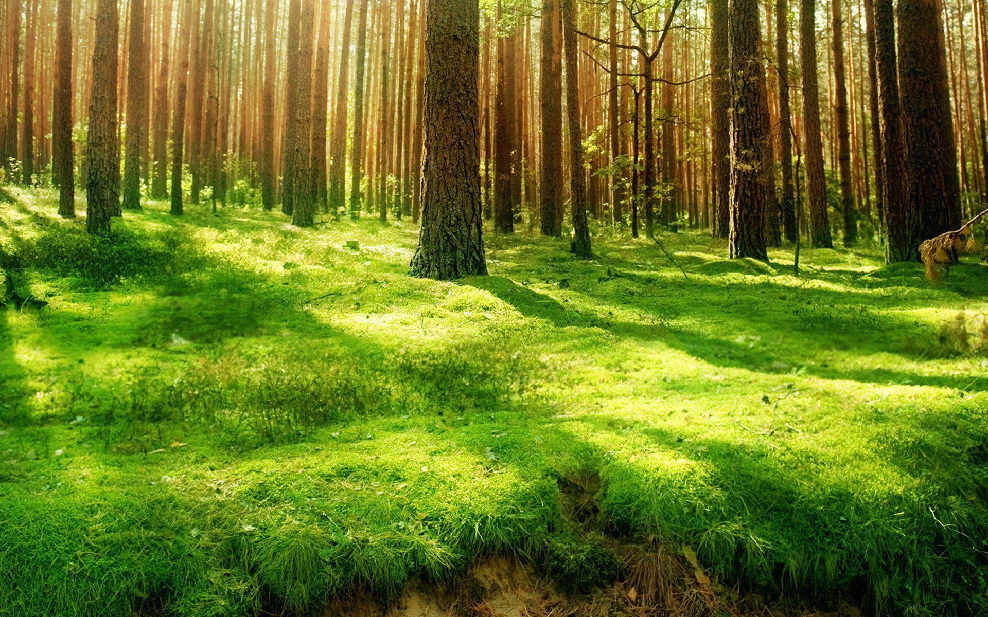 Cool Forest Backgrounds