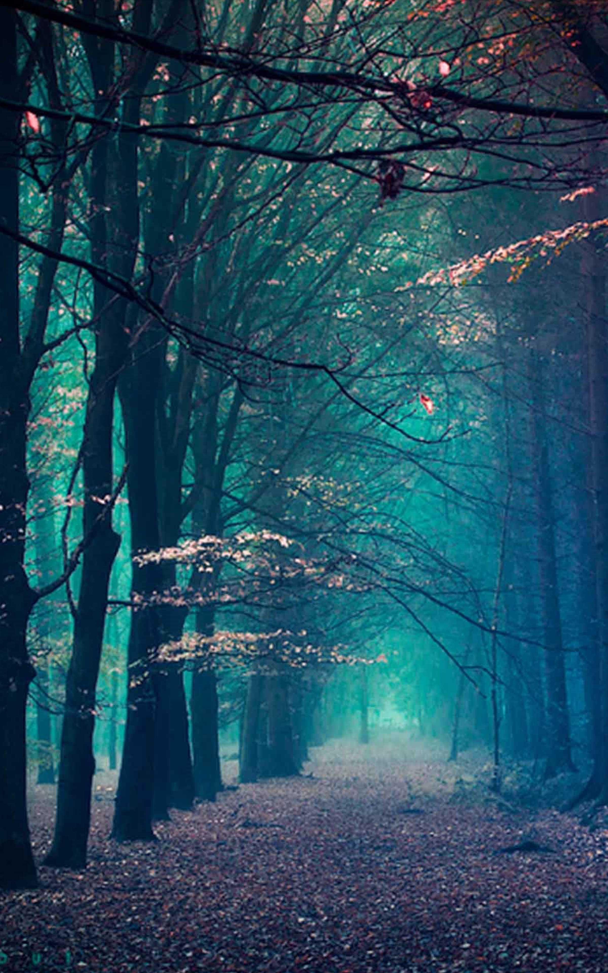 Cool Forest Backgrounds