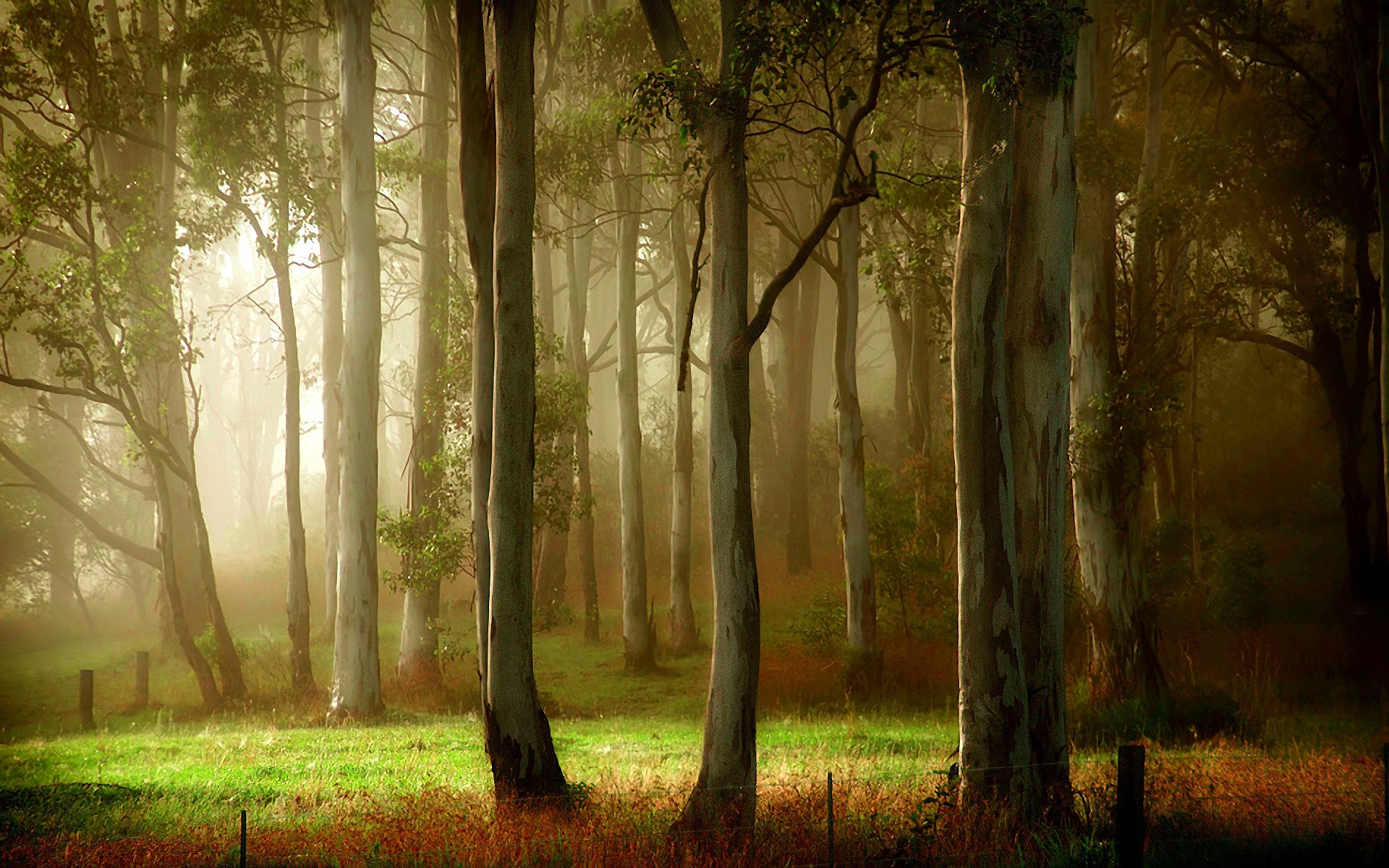 Cool Forest Backgrounds