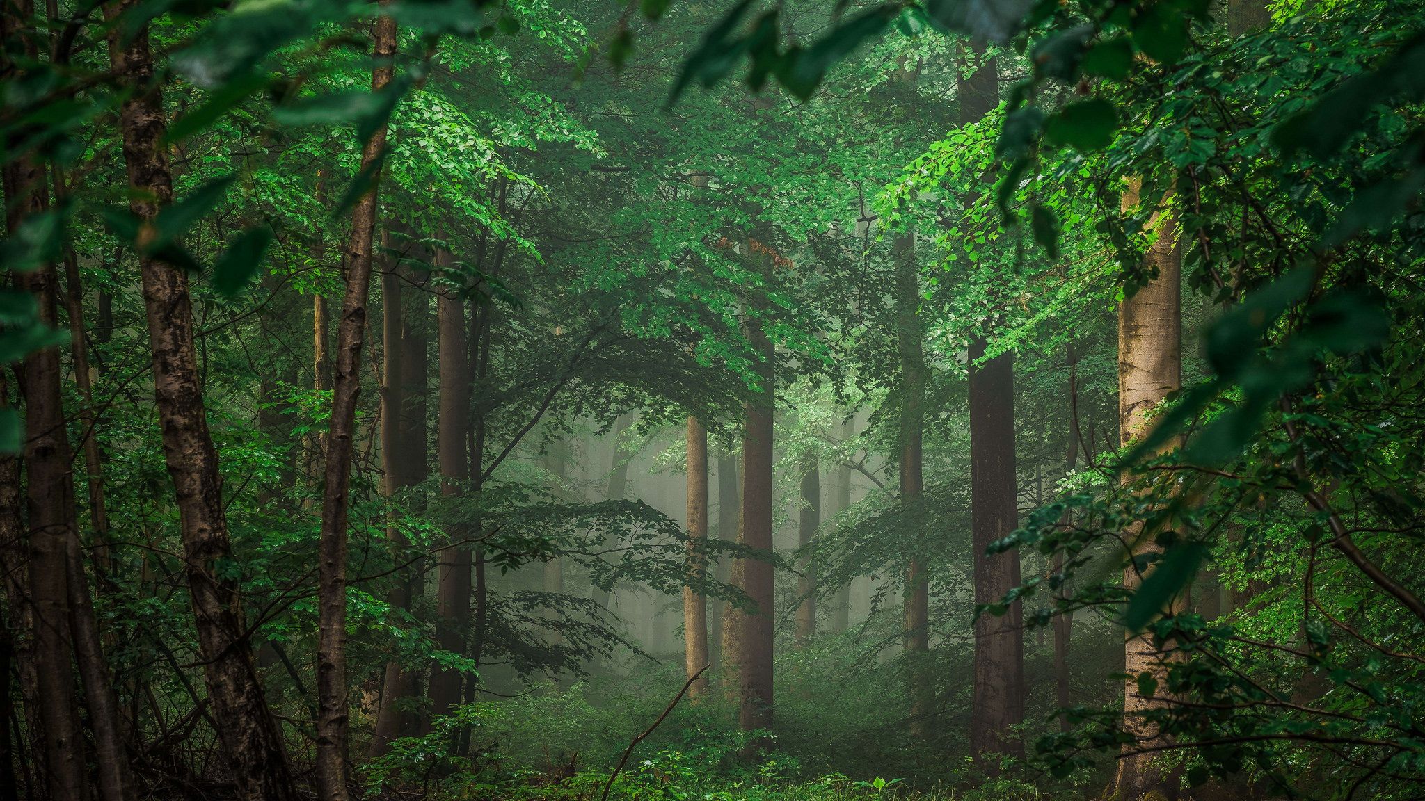 Cool Forest Backgrounds