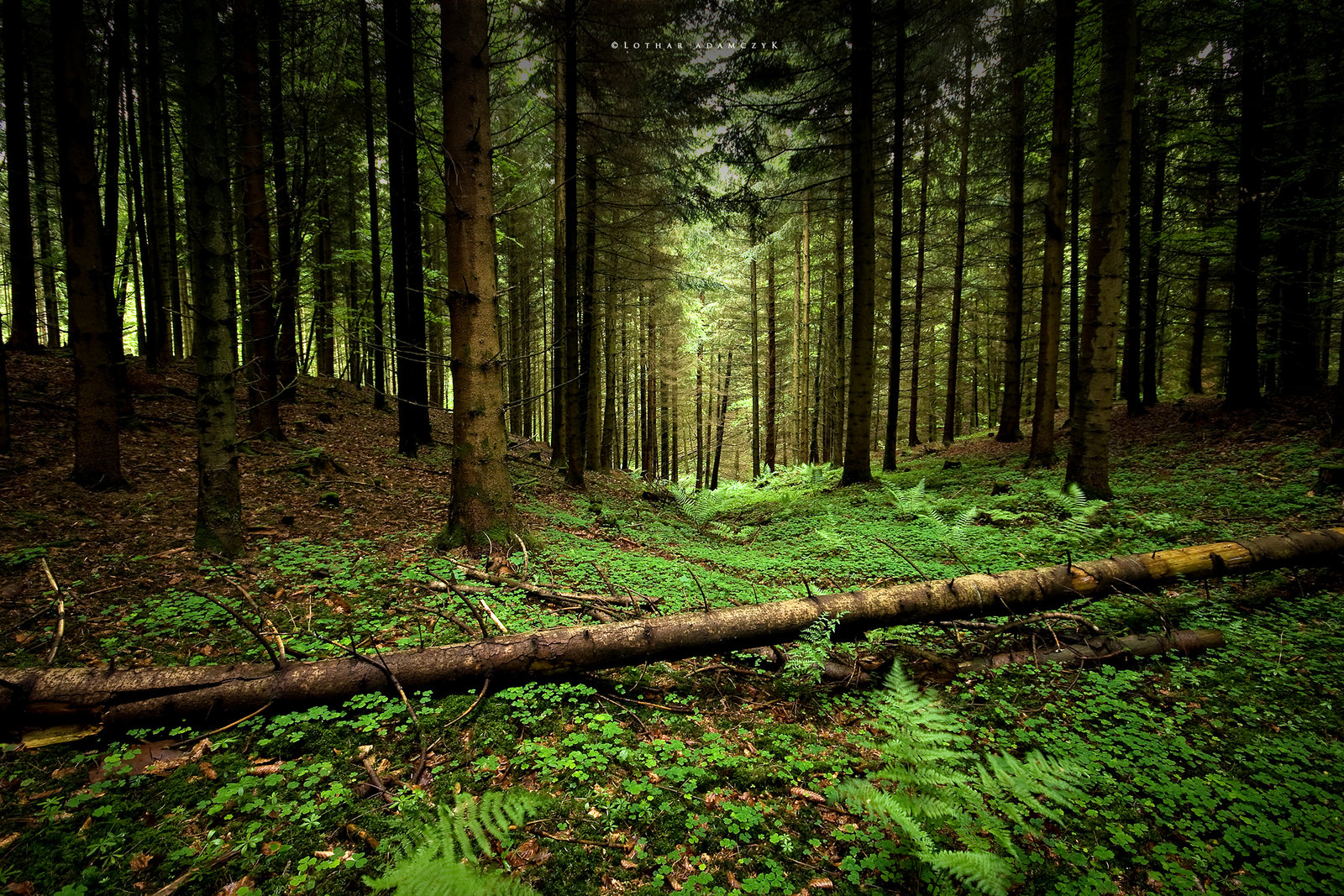 Cool Forest Backgrounds