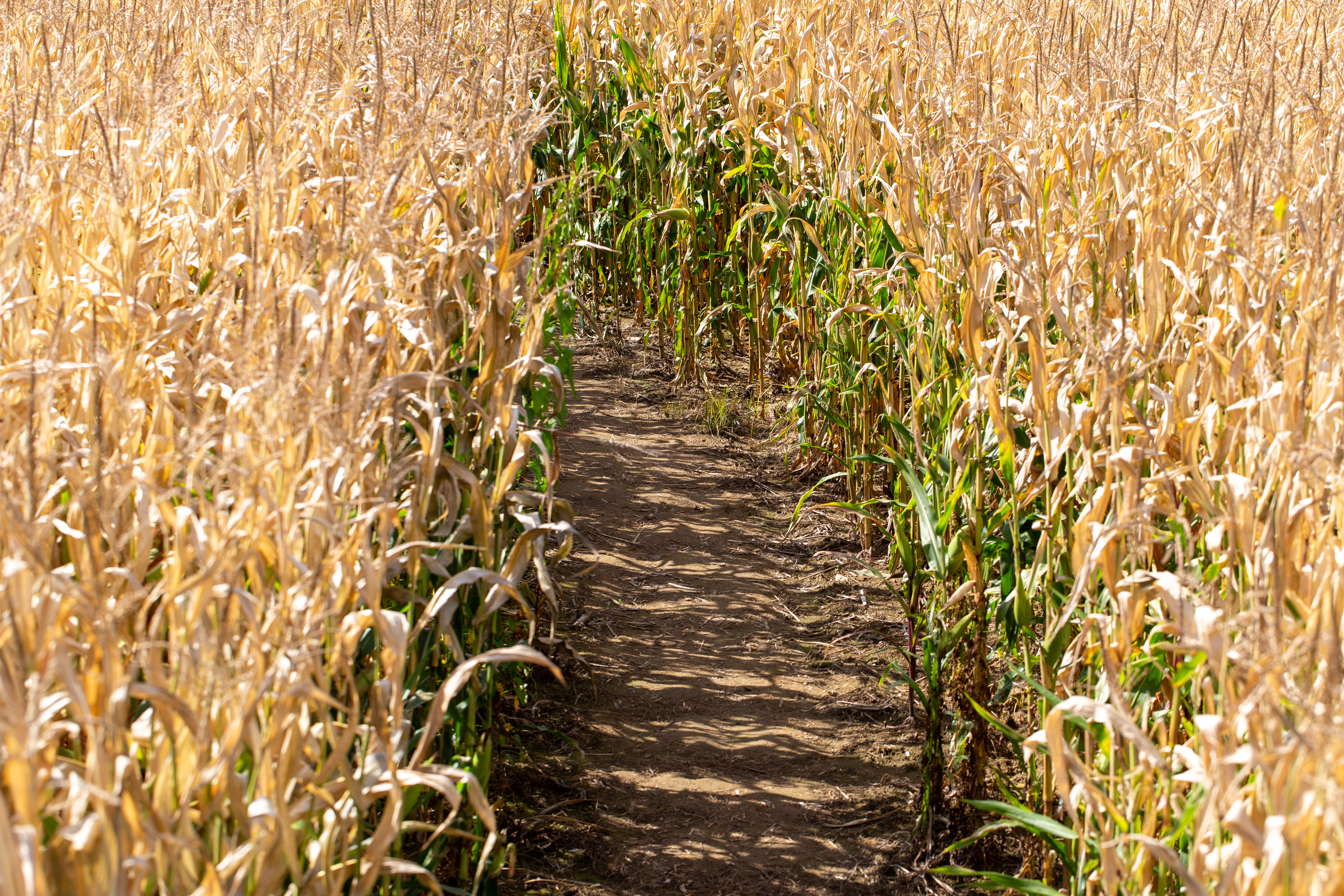 Corn Field Background