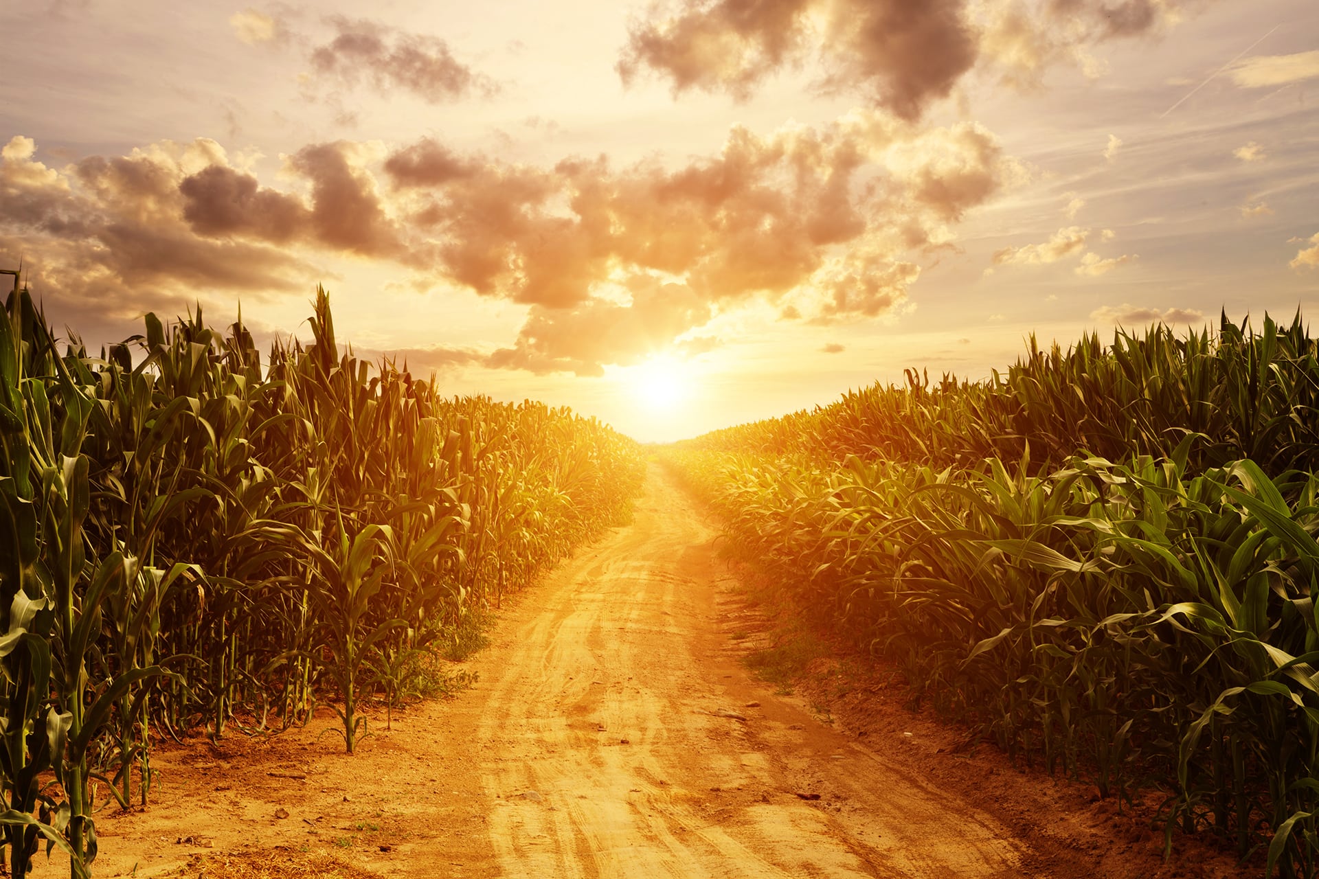 Corn Field Background