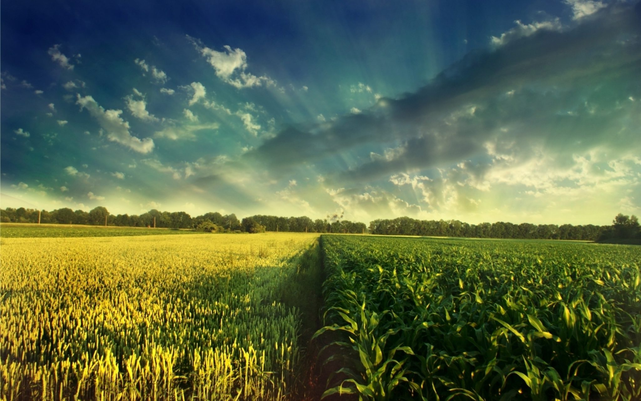 Corn Field Background