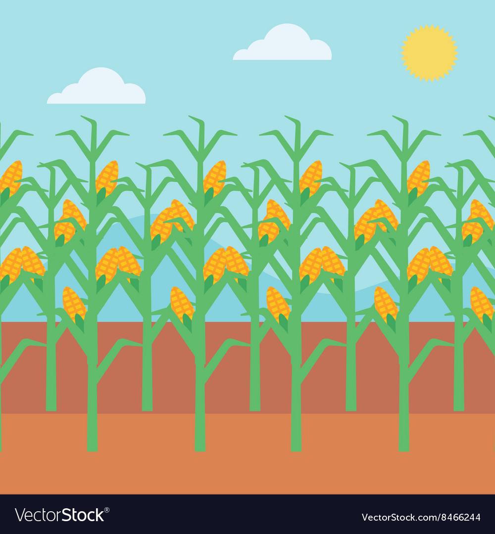 Corn Field Background