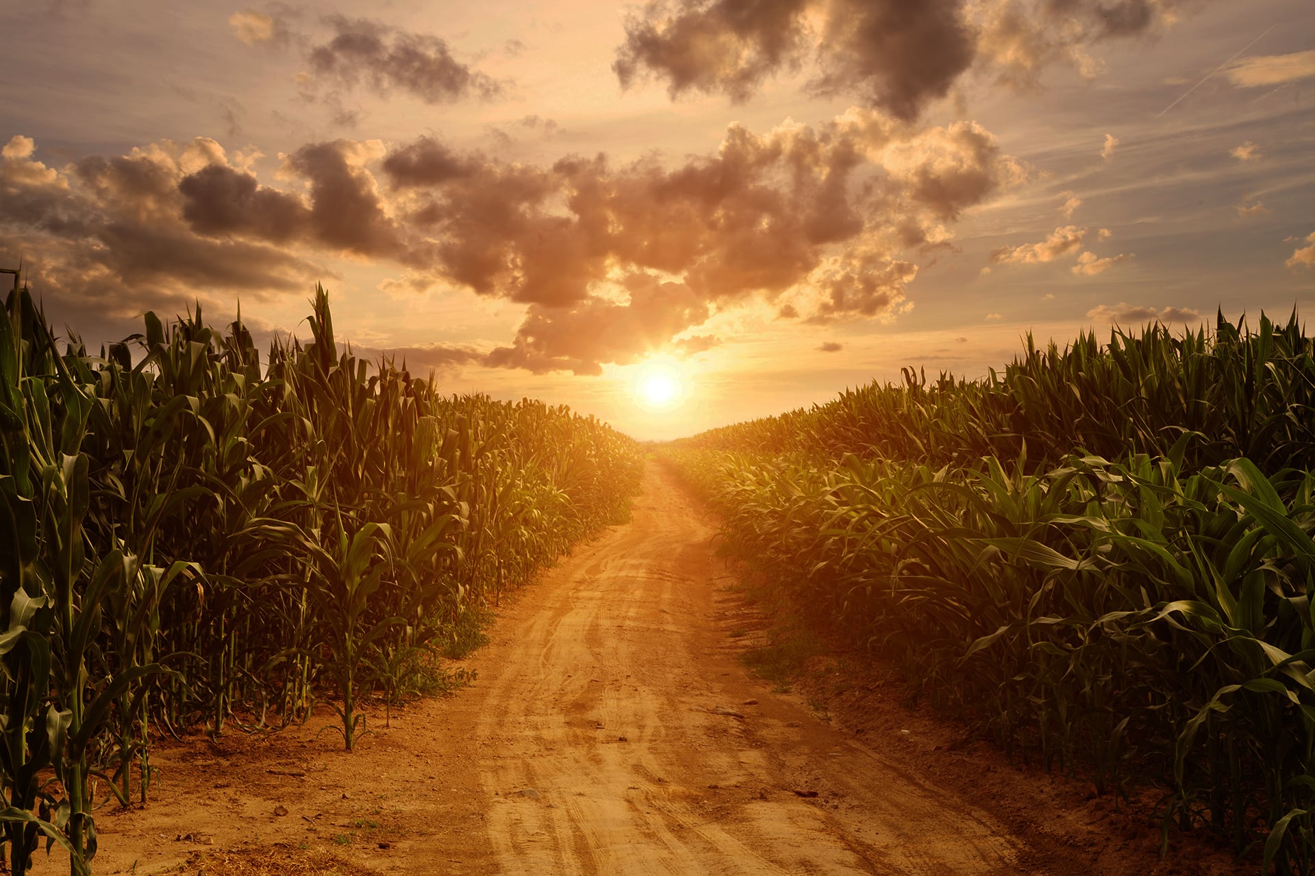 Corn Field Background