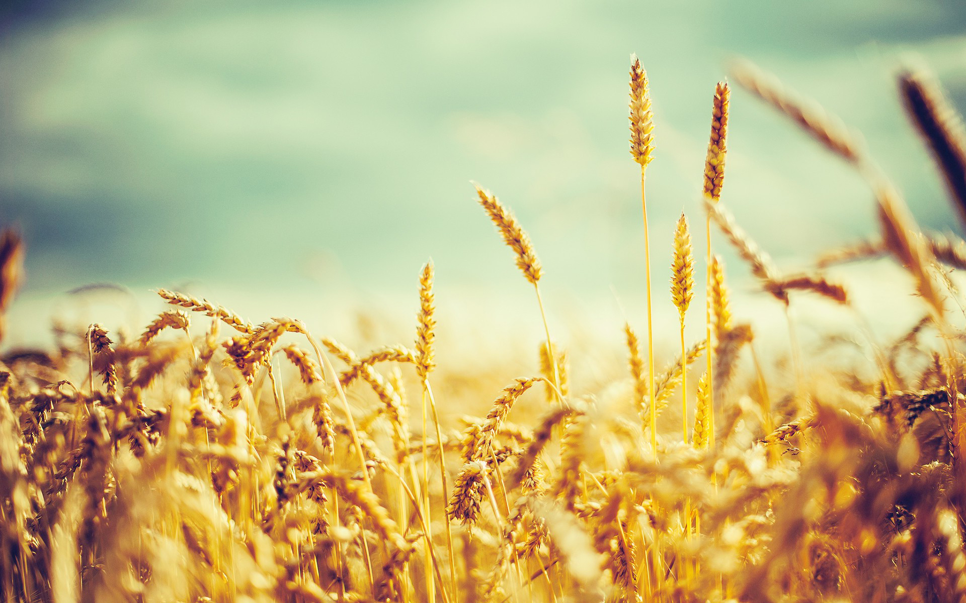 Corn Field Background