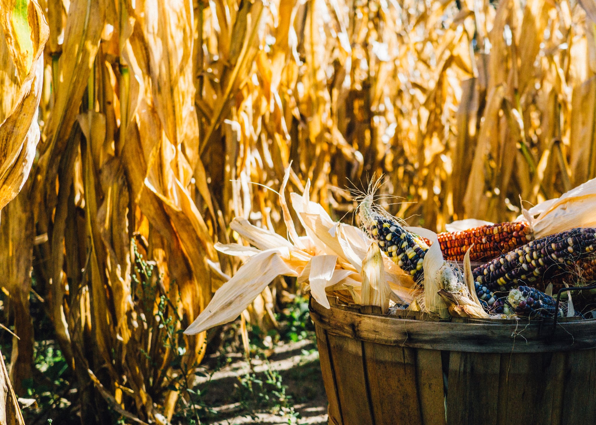 Corn Field Background