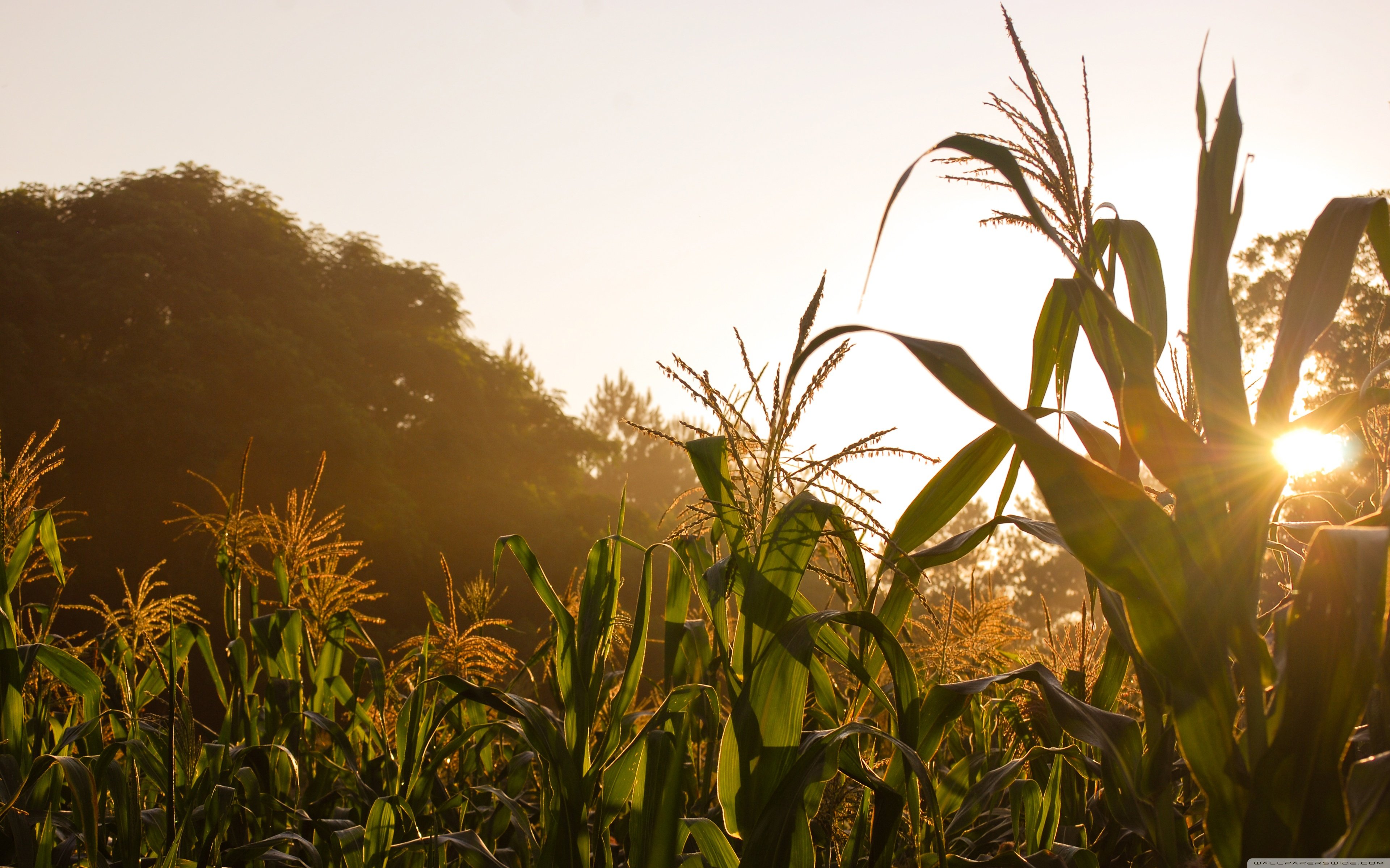 Corn Field Background