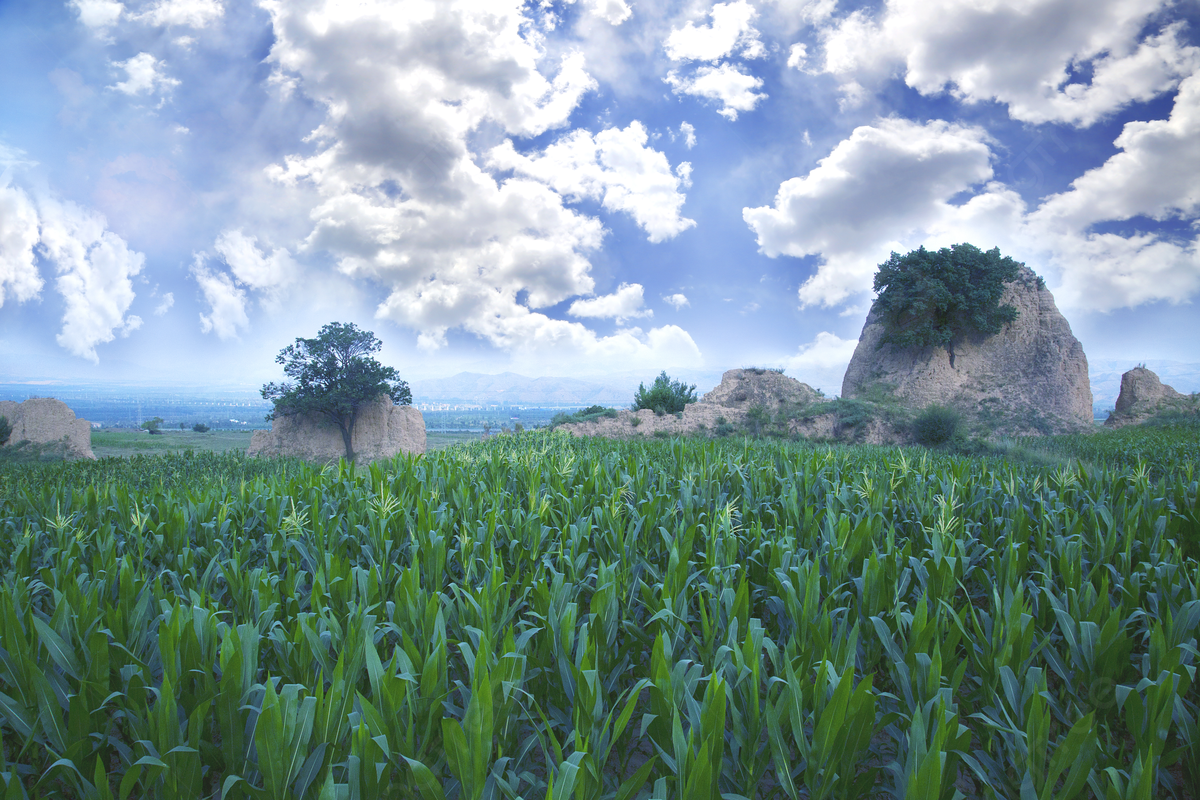 Corn Field Background